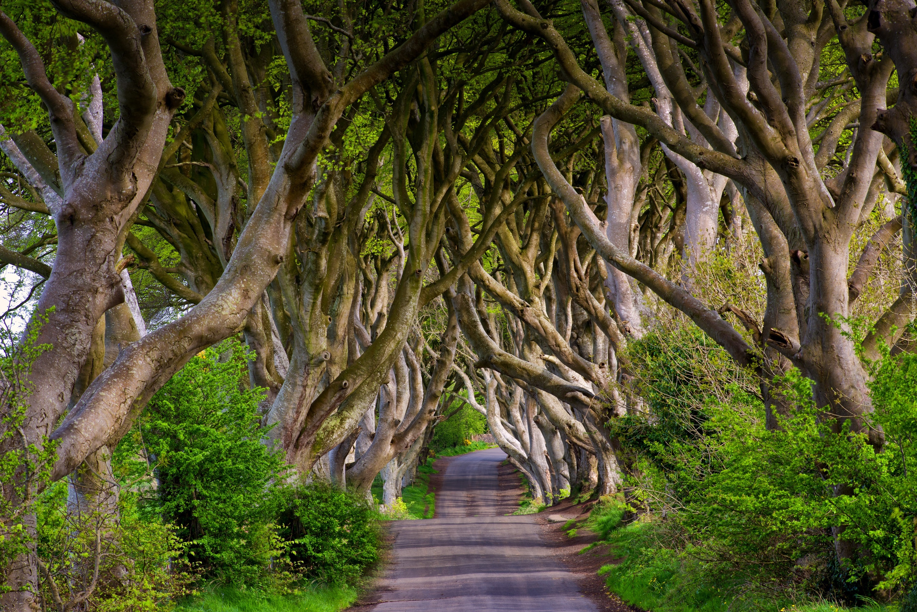 Irlandia Północna, Hrabstwo Antrim, Aleja Dark Hedges, Droga, Drzewa, Buki