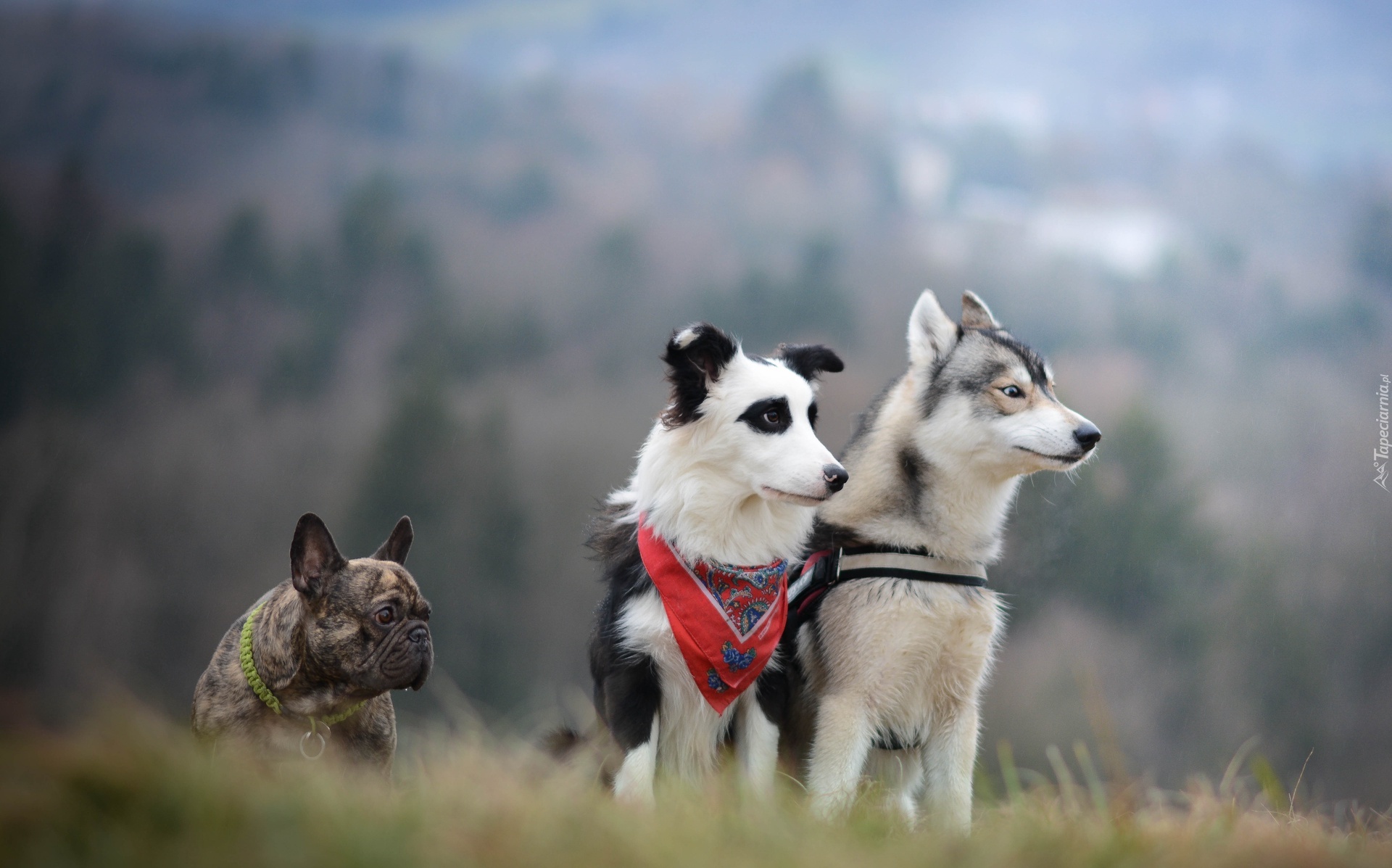 Buldog francuski, Border collie, Siberian husky