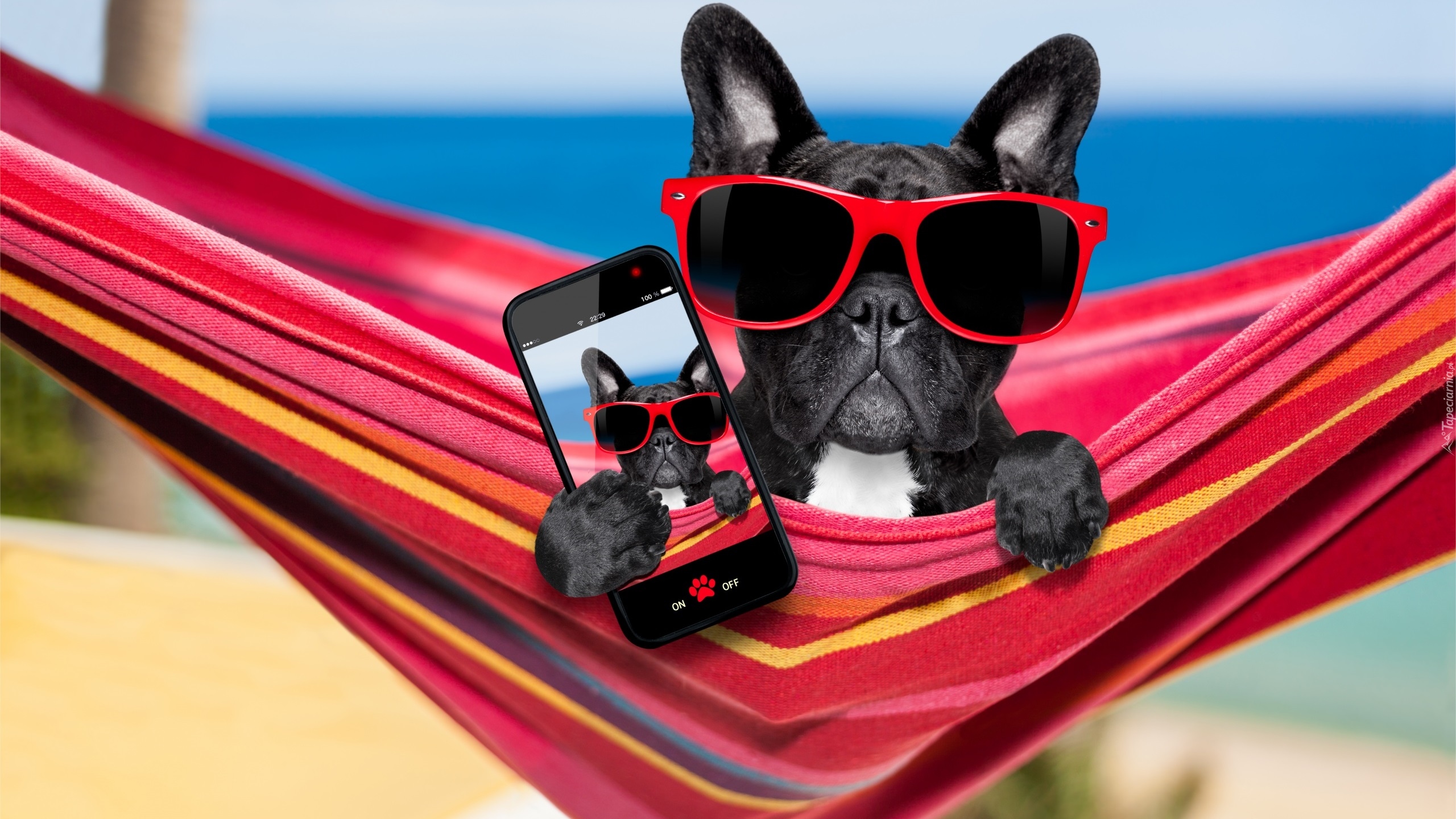 Pies, Buldog francuski, Telefon, Selfie, Śmieszne