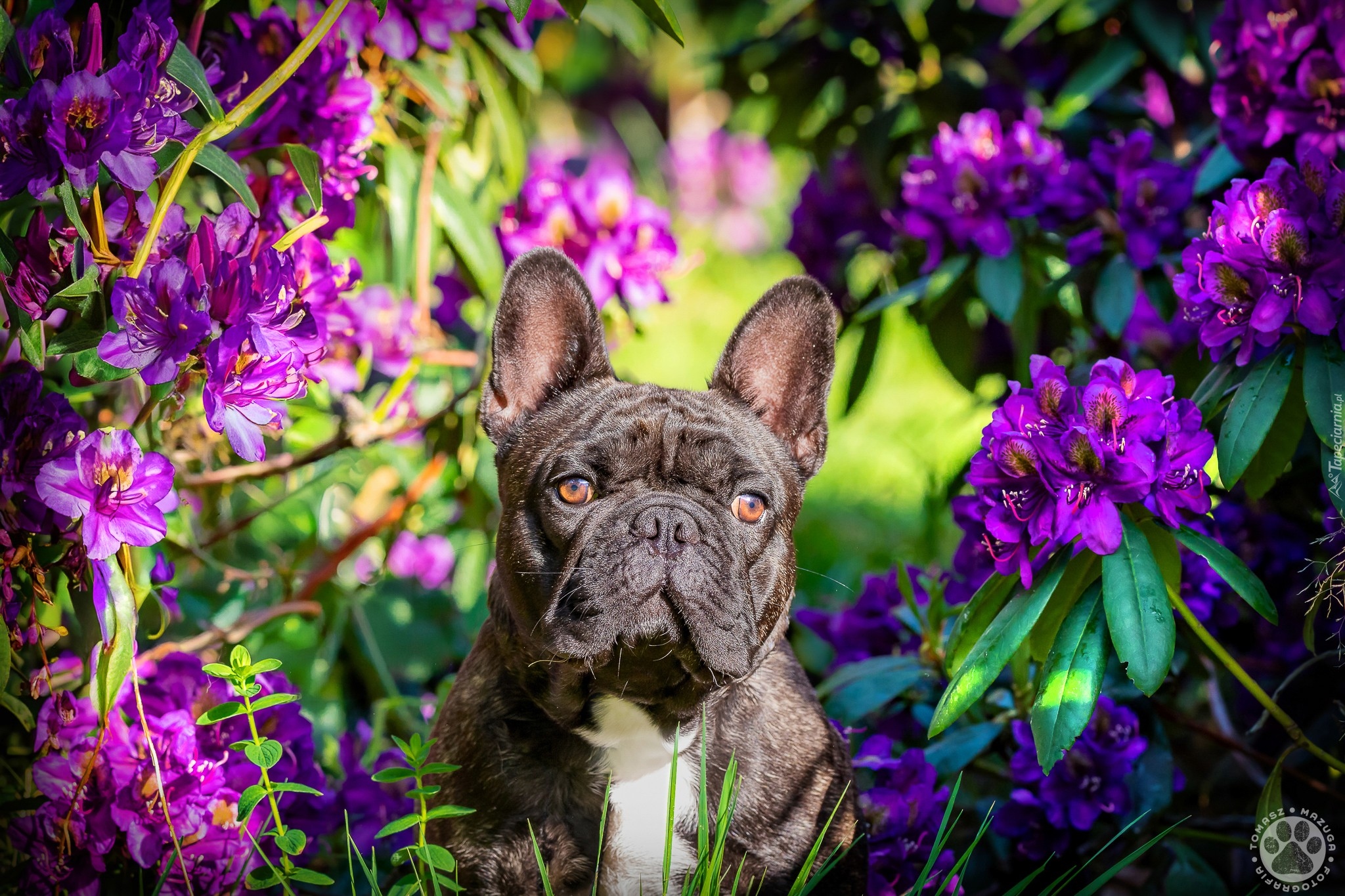 Pies, Buldog francuski, Kwiaty, Rododendron