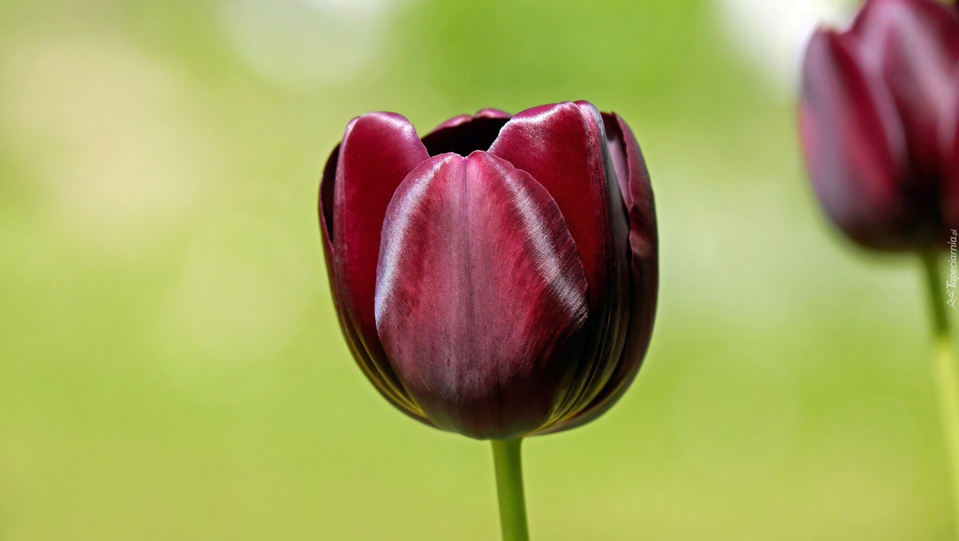 Burgundowy, Tulipan