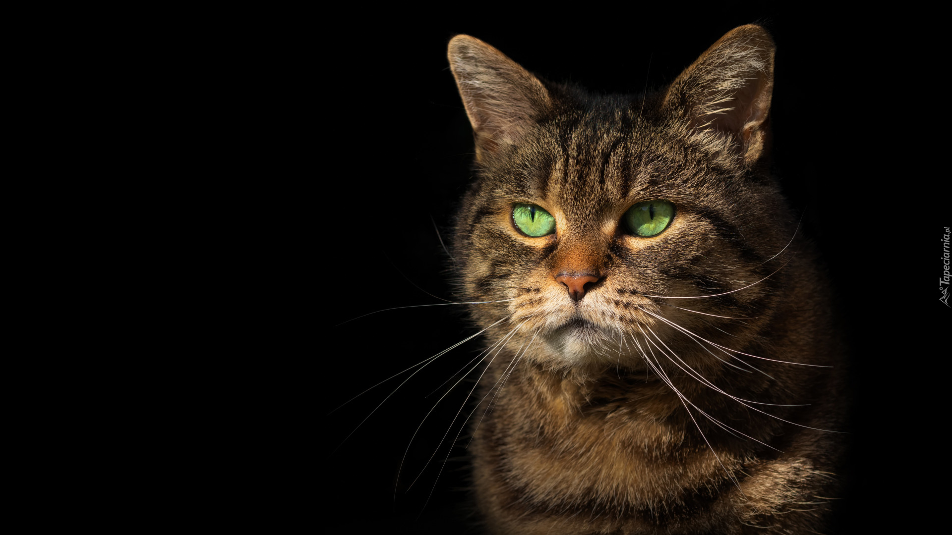 Bury, Kot, Wąsy, Zielone, Oczy