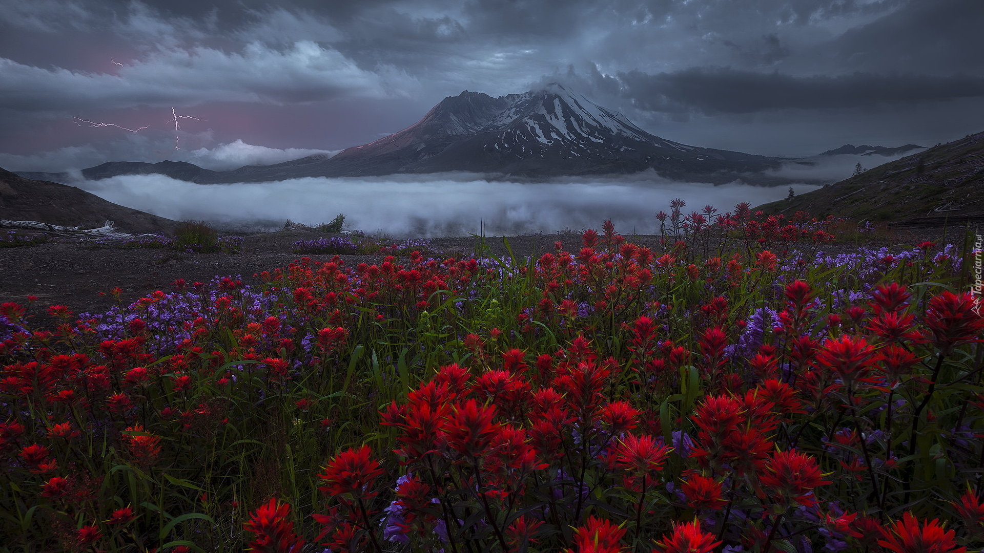 Góry Kaskadowe, Wulkan, Mount St Helens, Łąka, Czerwone, Kwiaty, Mgła, Pioruny, Burza, Ciemne, Chmury, Stan Waszyngton, Stany Zjednoczone