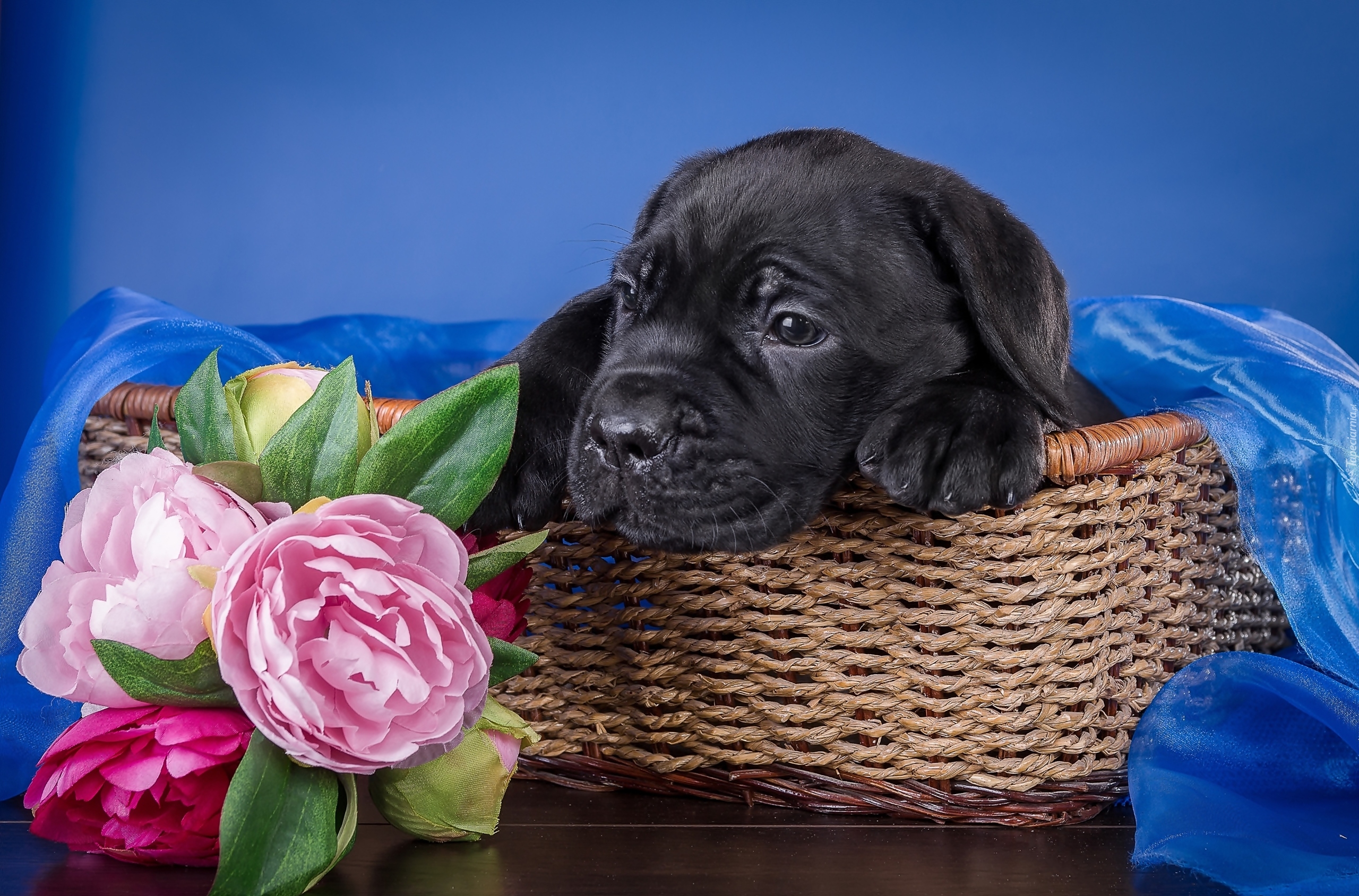 Czarny, Cane Corso, Koszyk, Piwonie