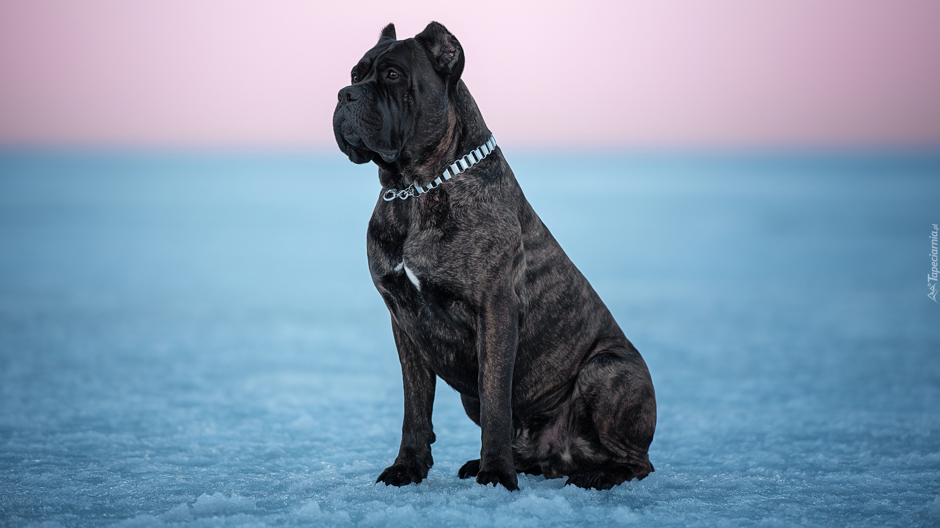 Pies, Cane corso, Lód