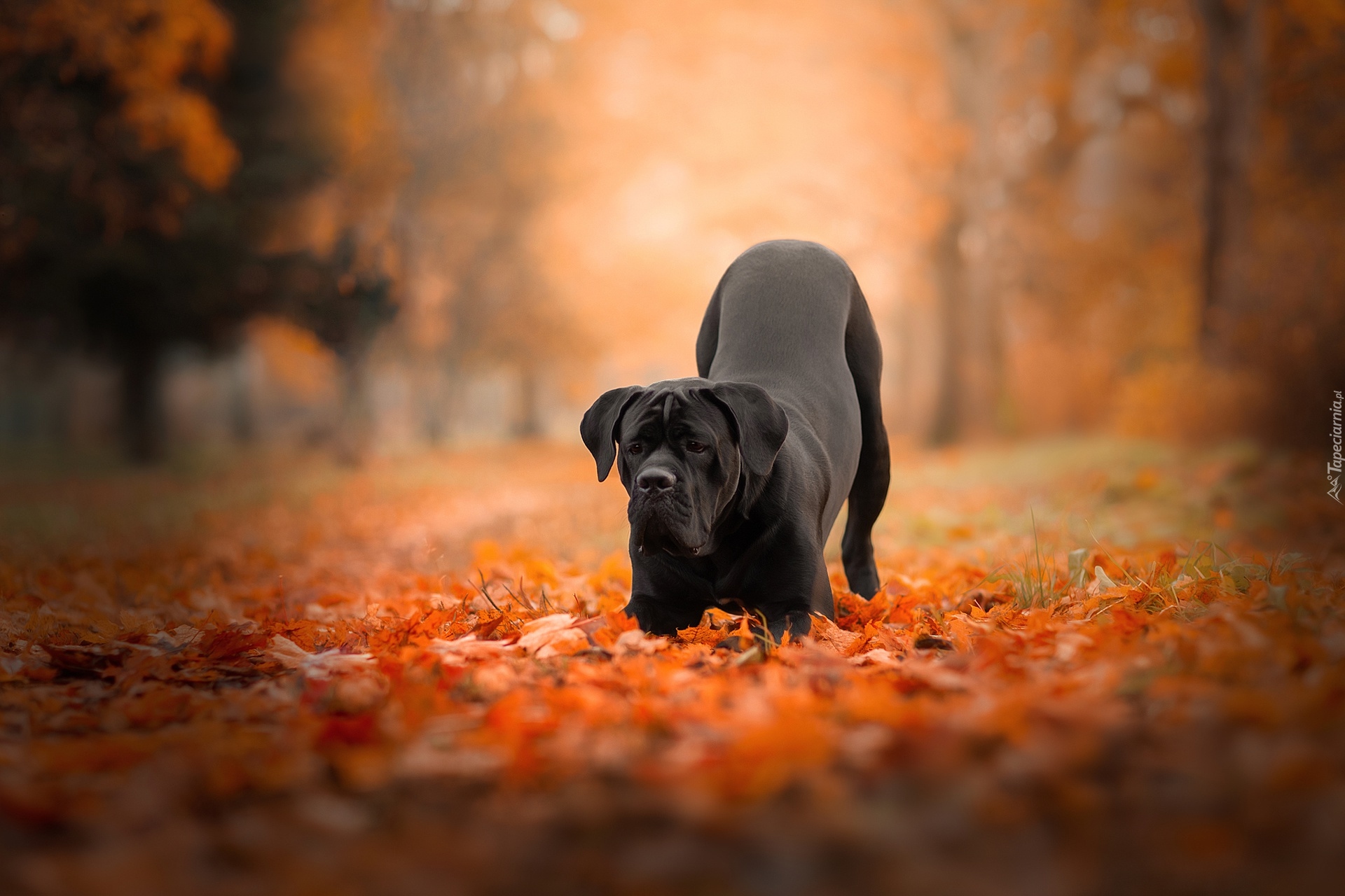 Czarny, Pies, Cane corso, Park, Liście, Jesień