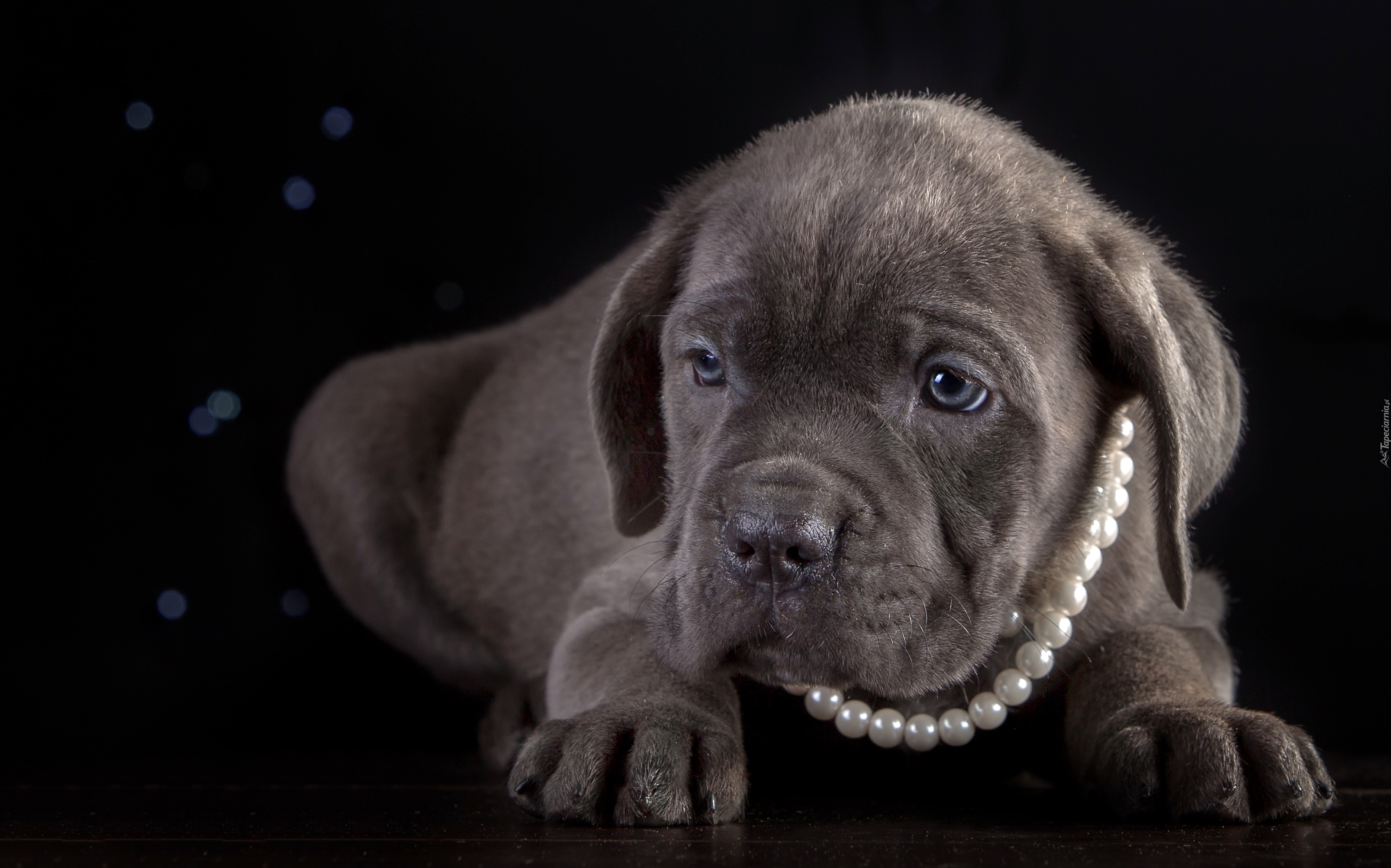 Cane Corso, Korale