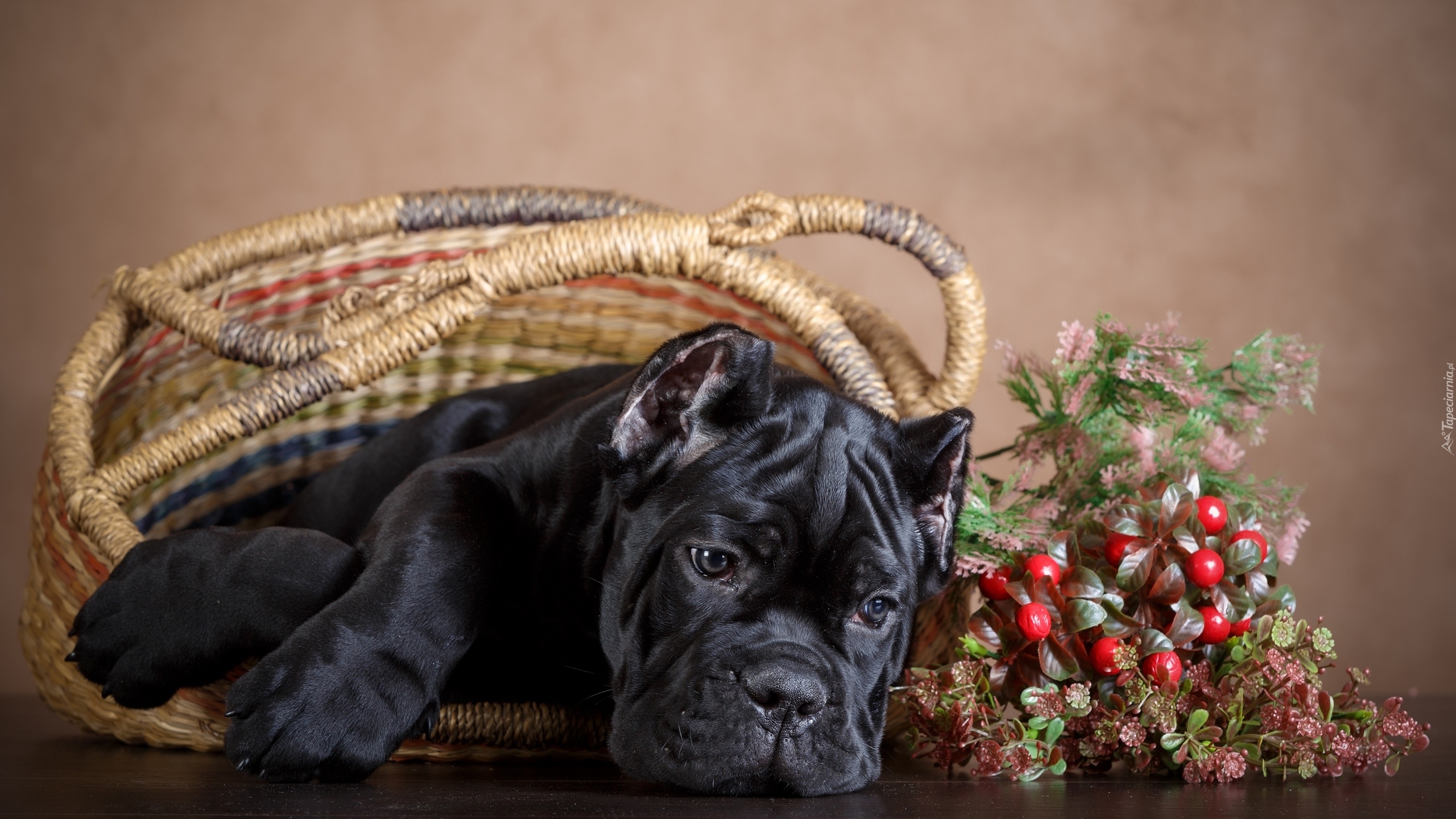 Czarny, Pies, Cane Corso, Szczeniak, Koszyk