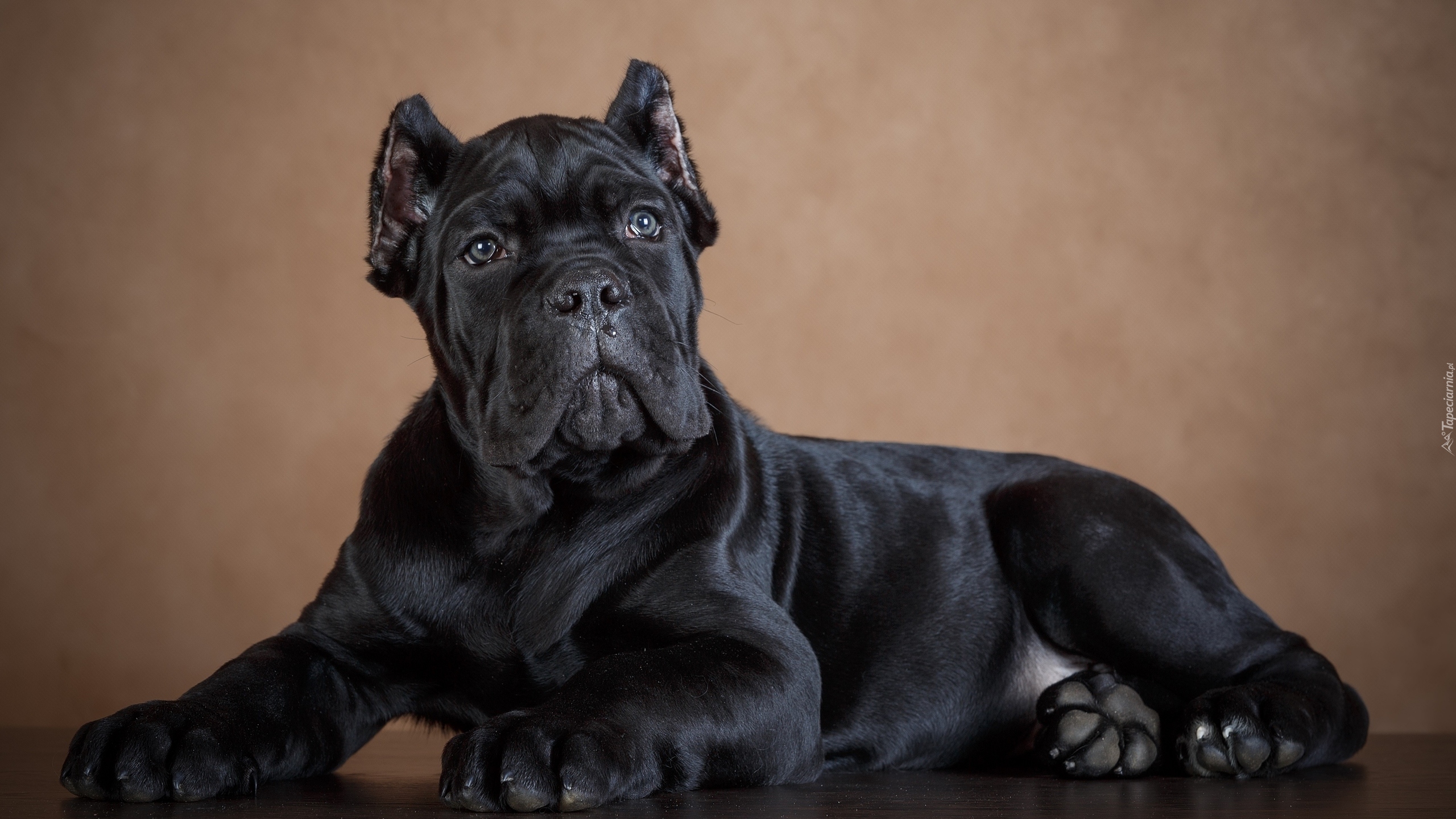 Czarny, Pies, Szczeniak, Cane Corso