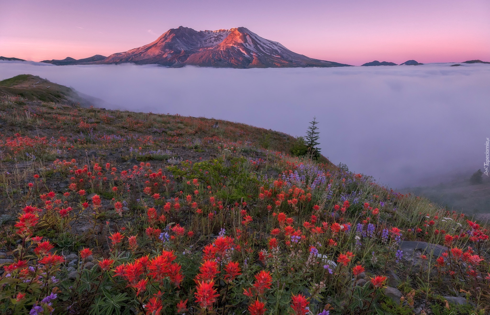 Stany Zjednoczone, Stan Waszyngton, Góry Kaskadowe, Wulkan Mount St. Helens, Łąka, Kwiaty, Castilleja, Łubin, Góry, Mgła