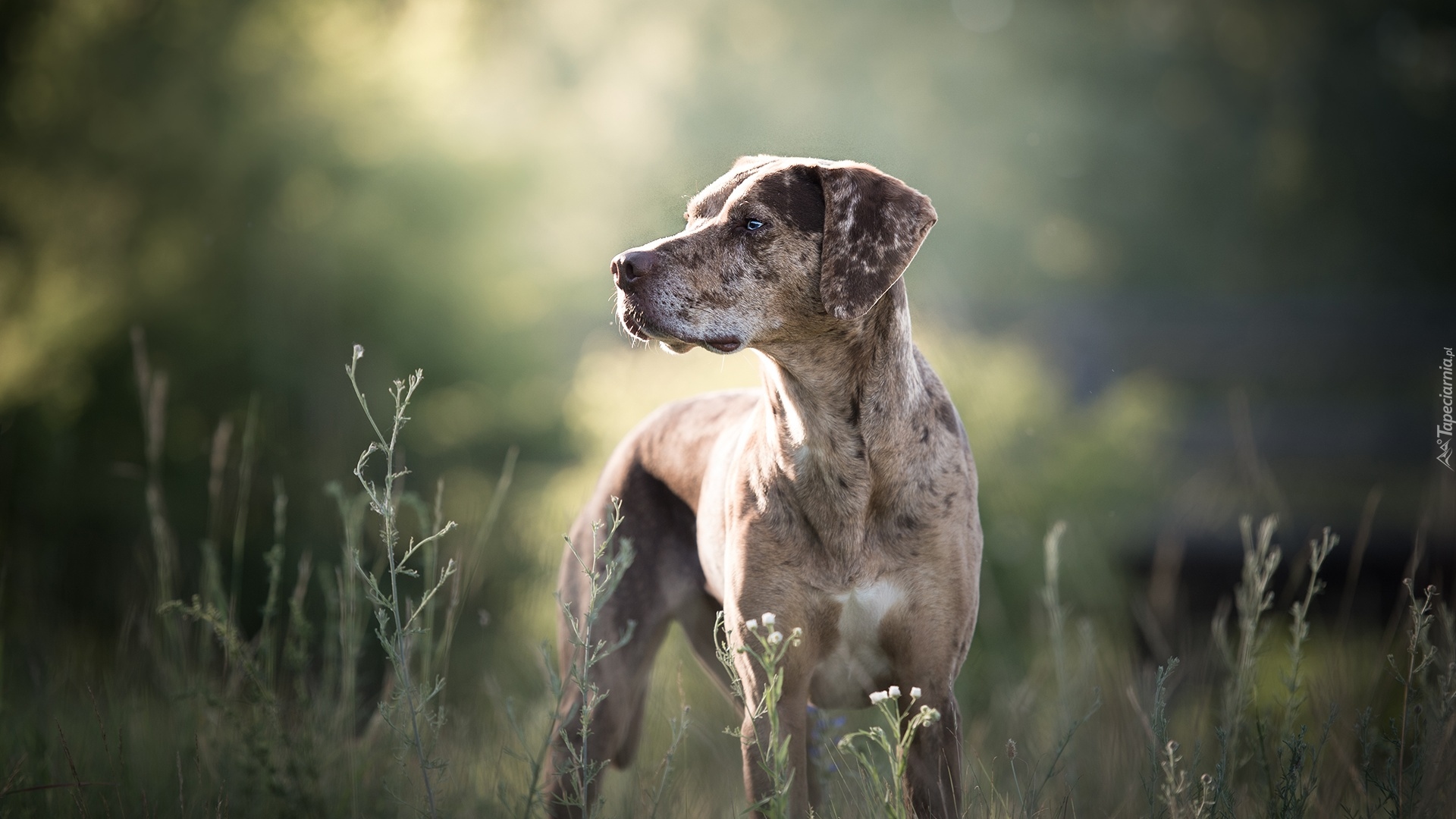 Pies, Catahoula leopard dog, Łąka, Rosliny, Rozmyte, Tło