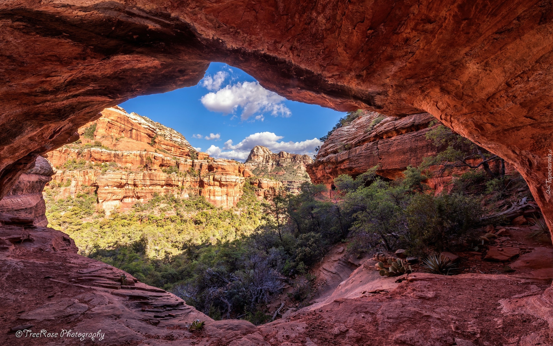 Czerwone, Skały, Krzewy, Cathedral Rocks, Sedona, Arizona, Stany Zjednoczone