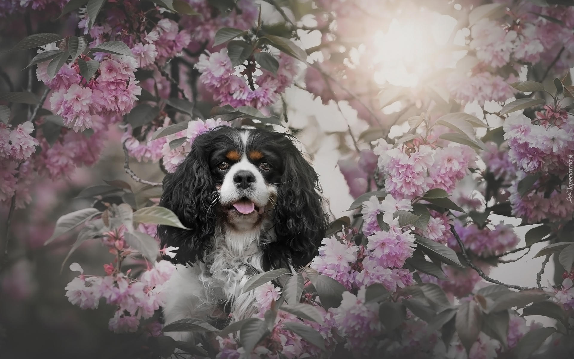Pies, Cavalier king charles spaniel, Różowe, Kwiaty, Drzewo owocowe, Wiśnia, Gałązki