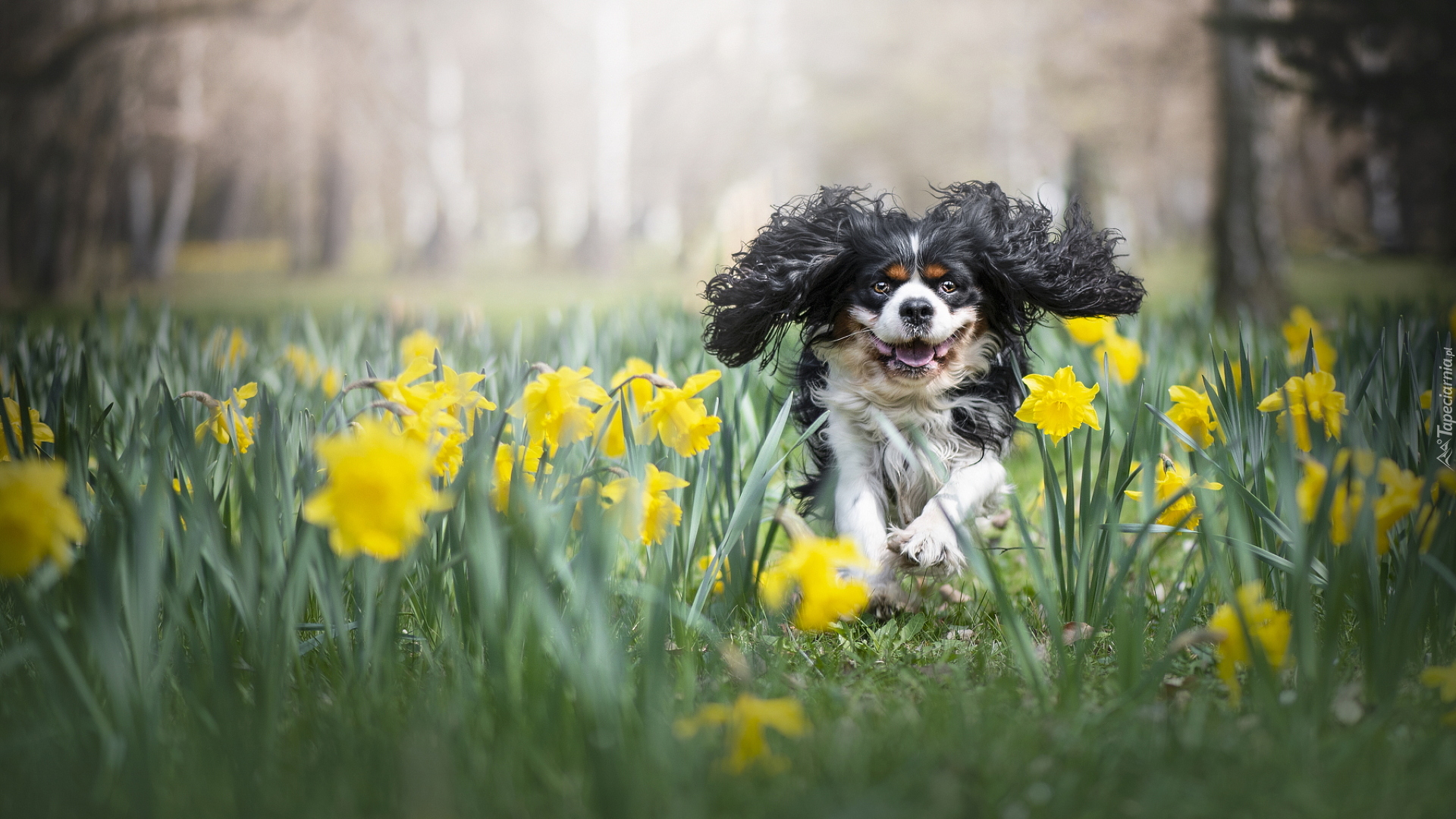 Pies, Cavalier king charles spaniel, Kwiaty, Narcyzy żonkile