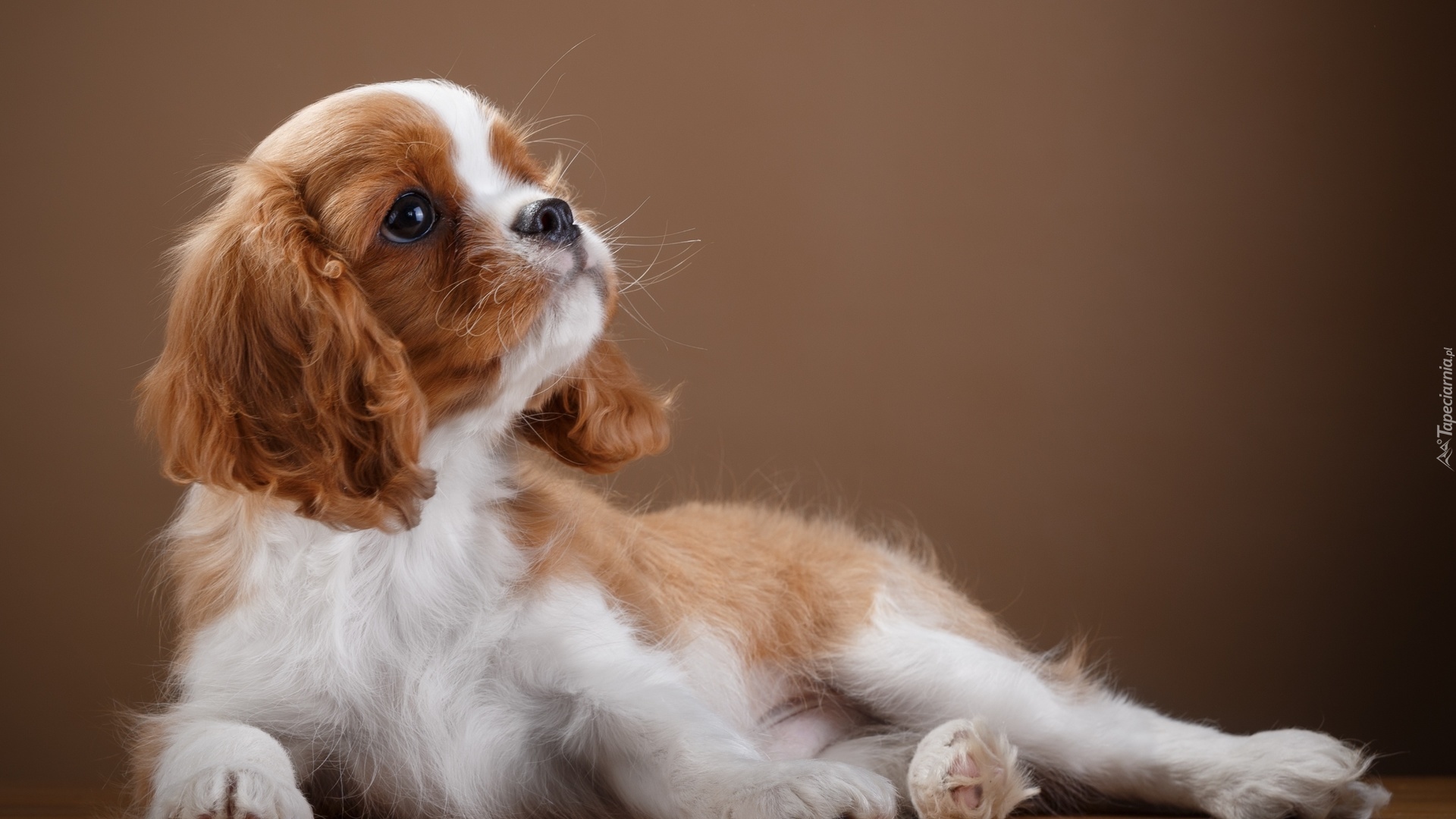 Szczeniak, Szczeniak, Cavalier king charles spaniel