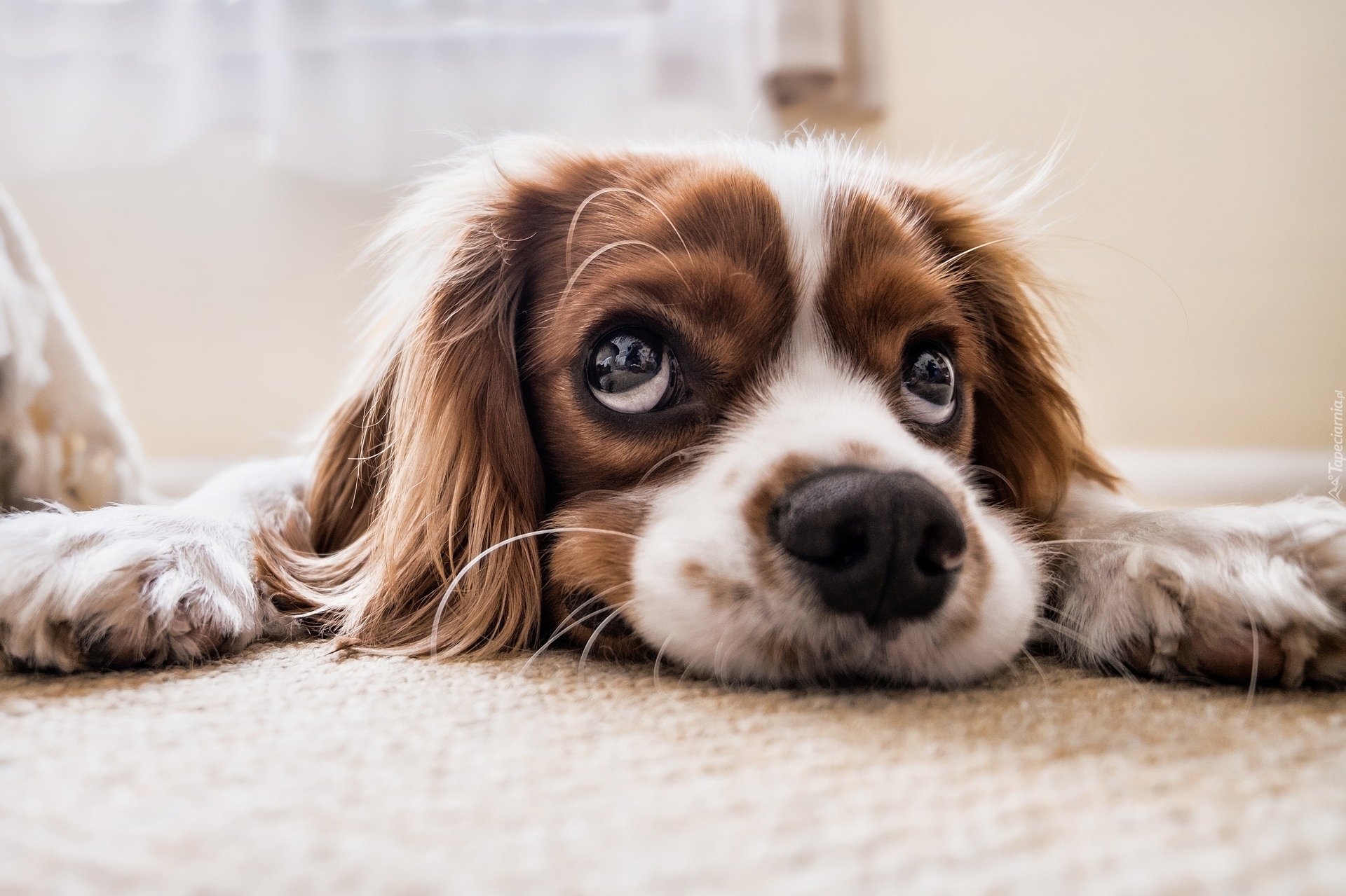 Pies, Szczeniak, Cavalier king charles spaniel