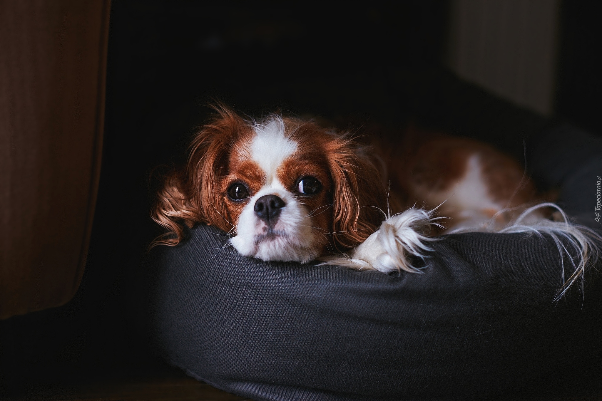 Cavalier king charles spaniel, Puf