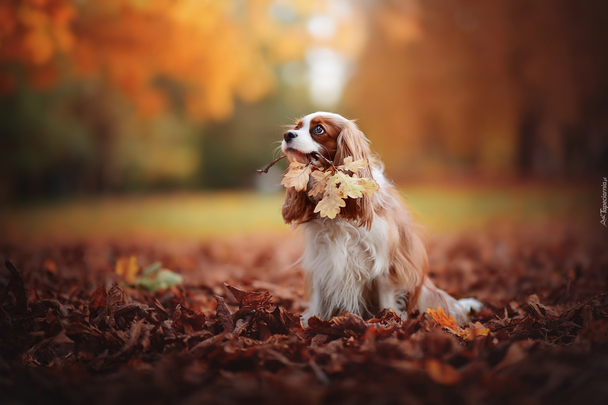 Cavalier King Charles spaniel, Park, Liście, Jesień