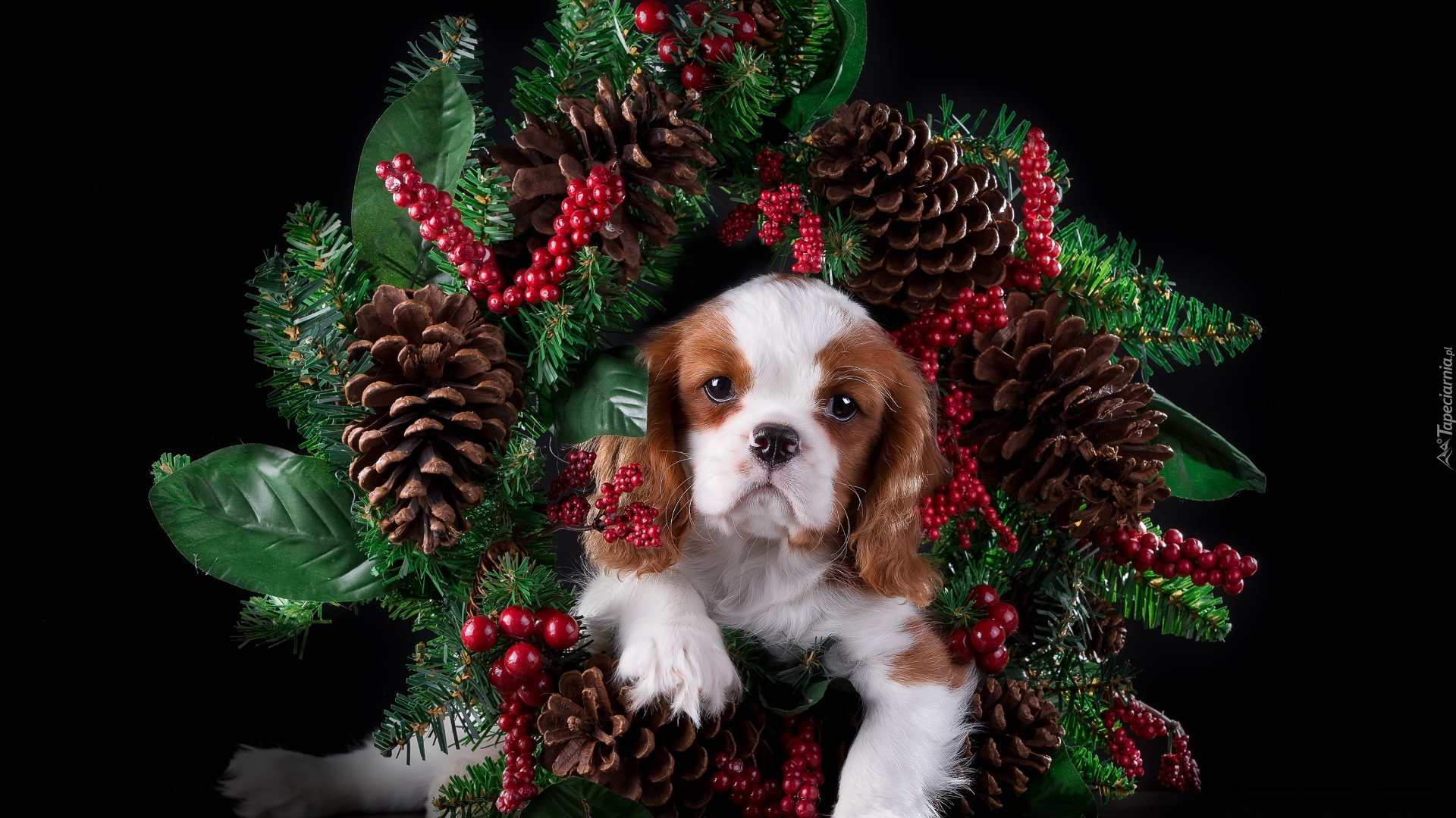 Szczeniak, Cavalier king charles spaniel, Wieniec