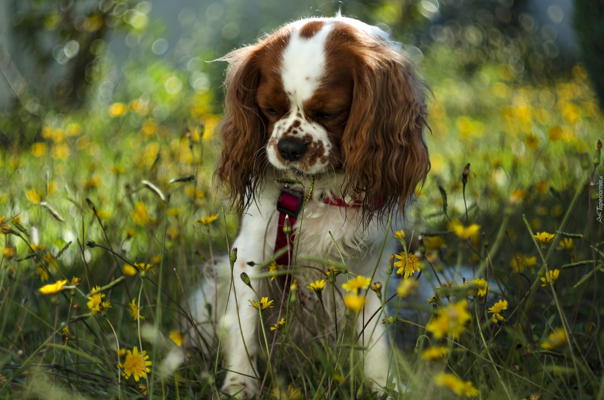 Pies,  Cavalier king charles spaniel, Żółte, Kwiaty