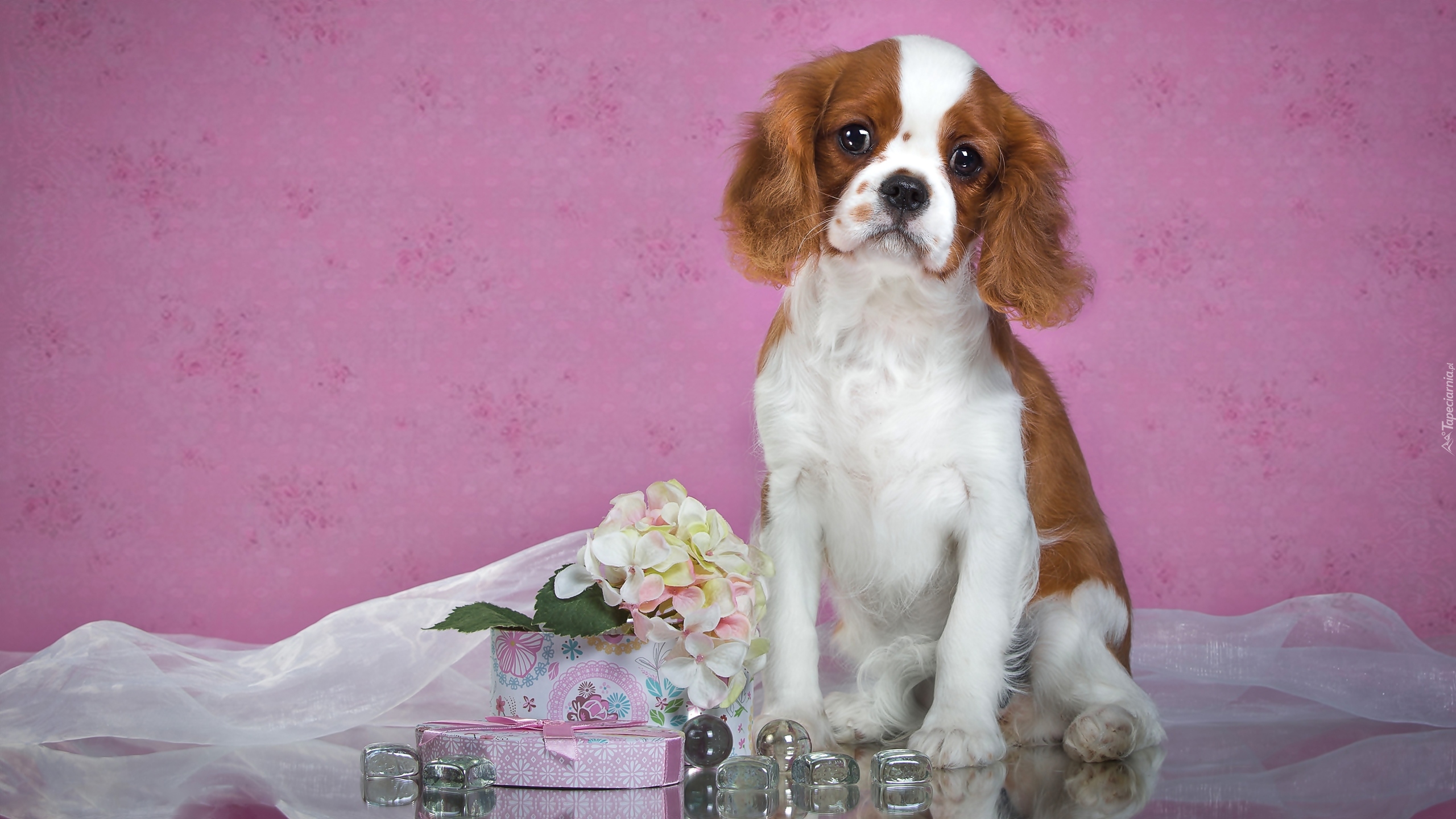 Cavalier king Charles spaniel, Kwiatki