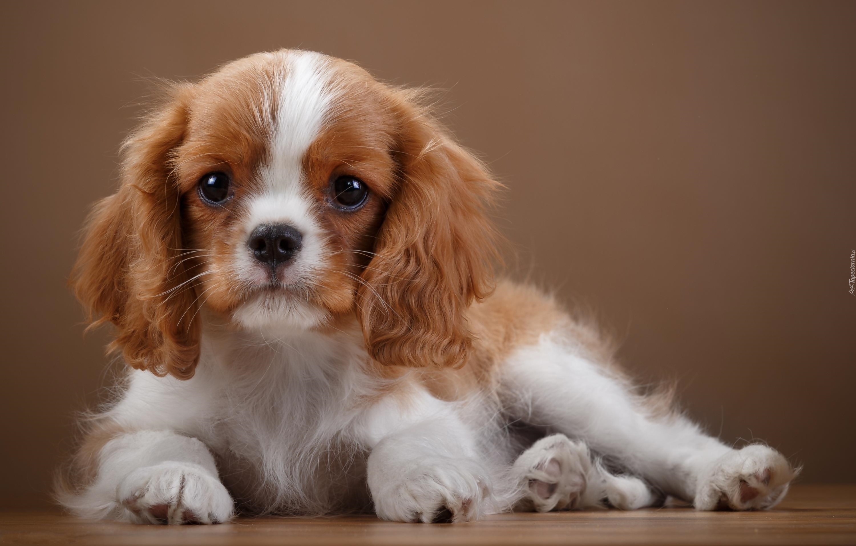 Cavalier King Charles spaniel, Szczeniaczek