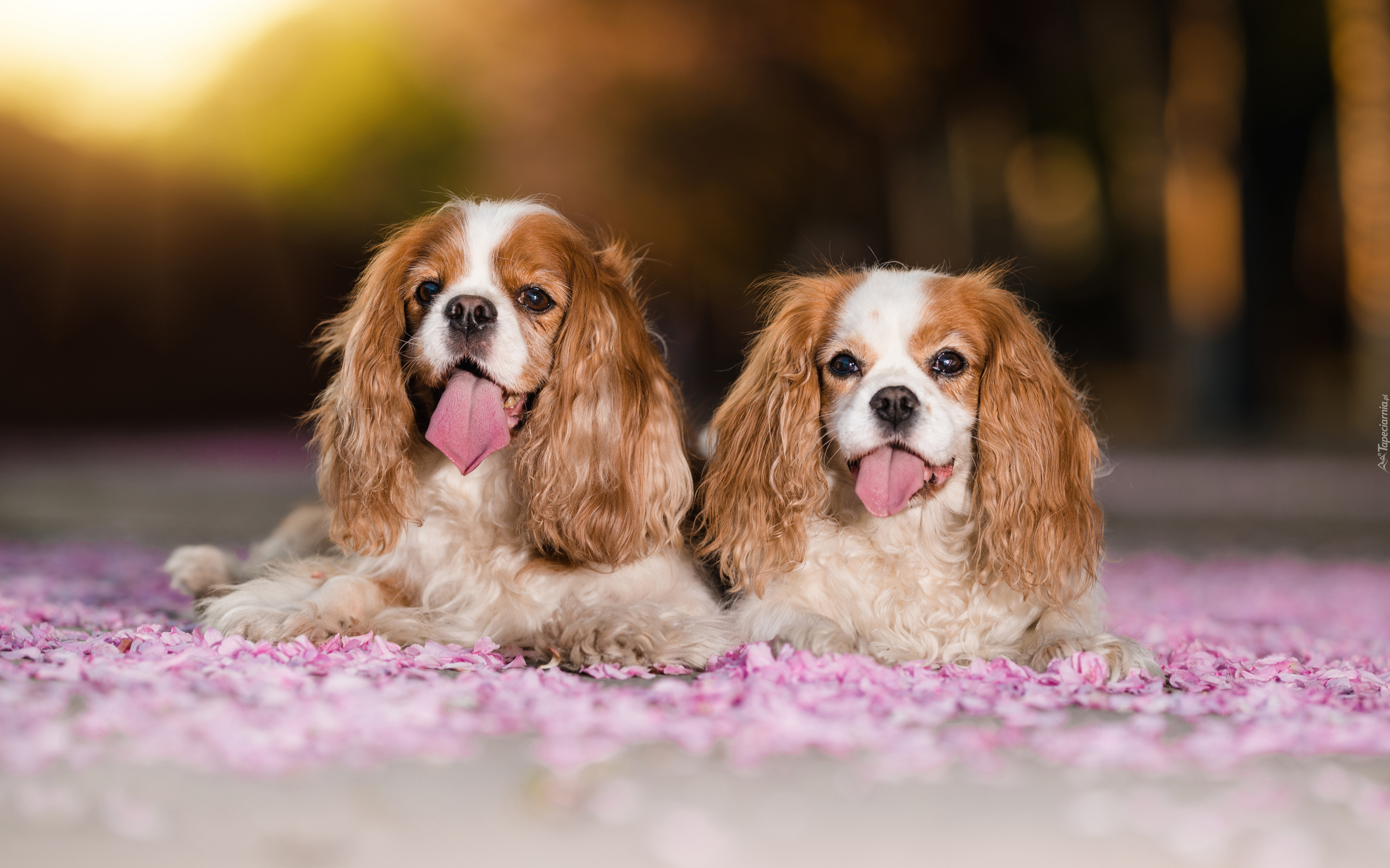 Dwa, Psy, Cavalier king charles spaniel, Wystawione, Języki