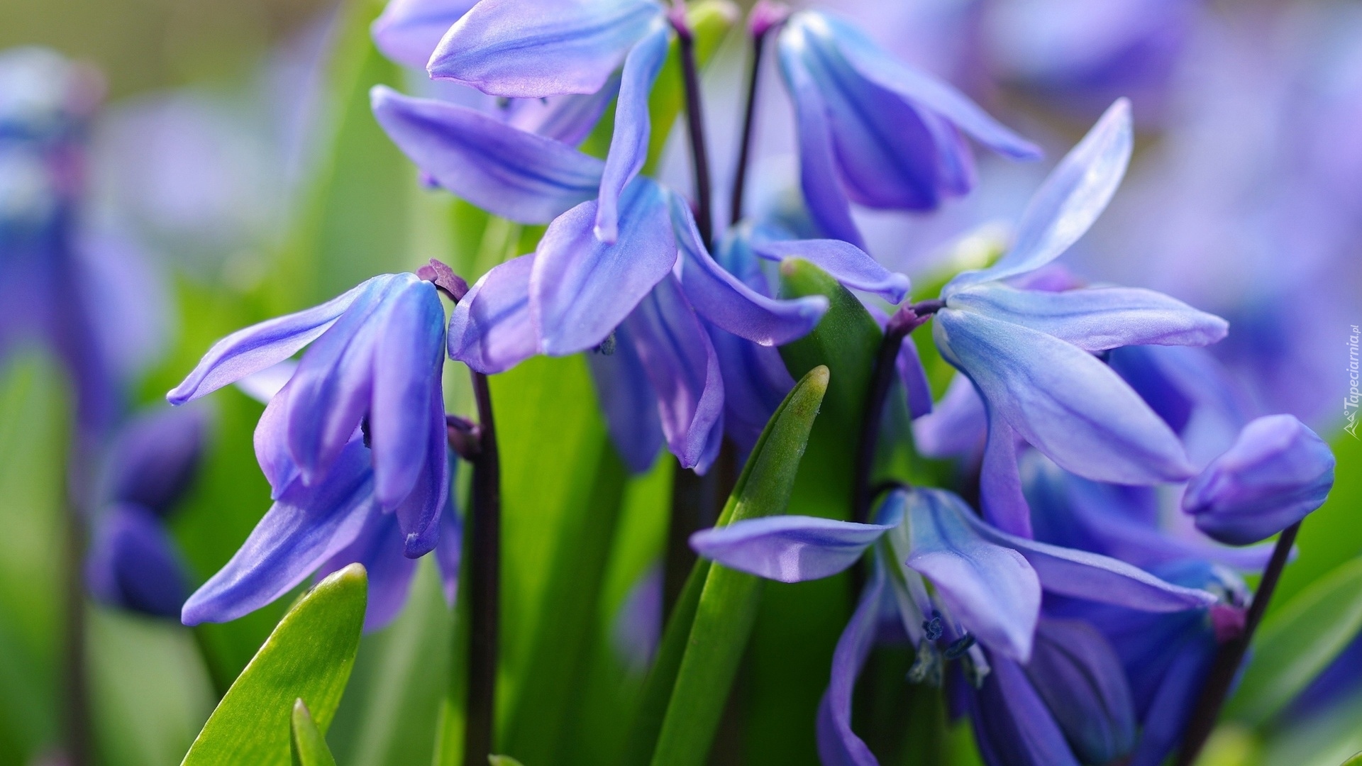 Niebieskie, Kwiaty, Cebulica syberyjska, Zbliżenie