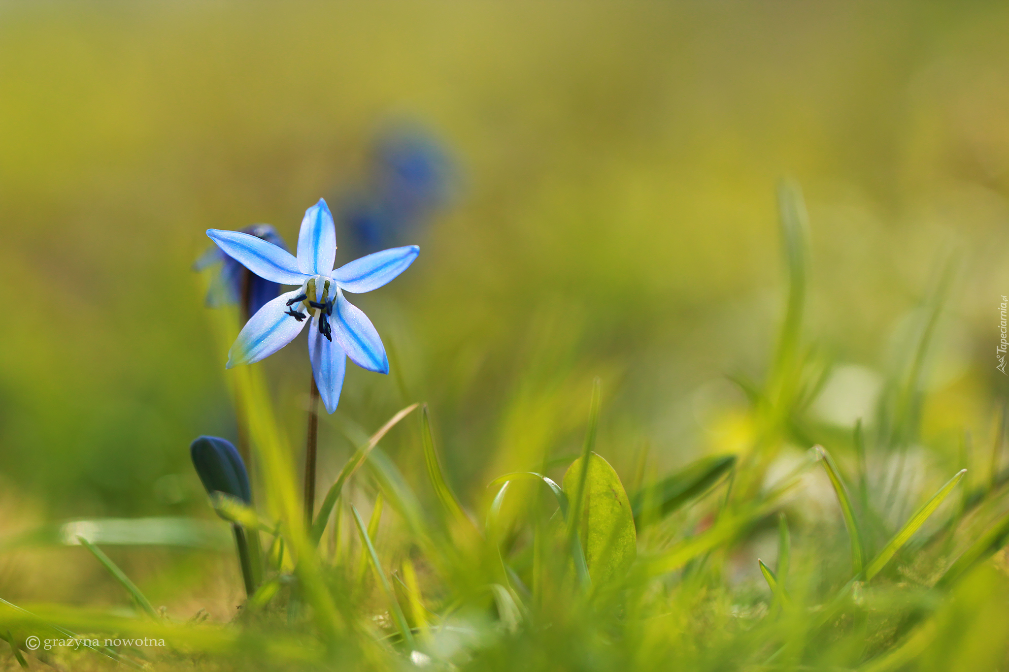 Cebulica syberyjska, Niebieski, Kwiatek