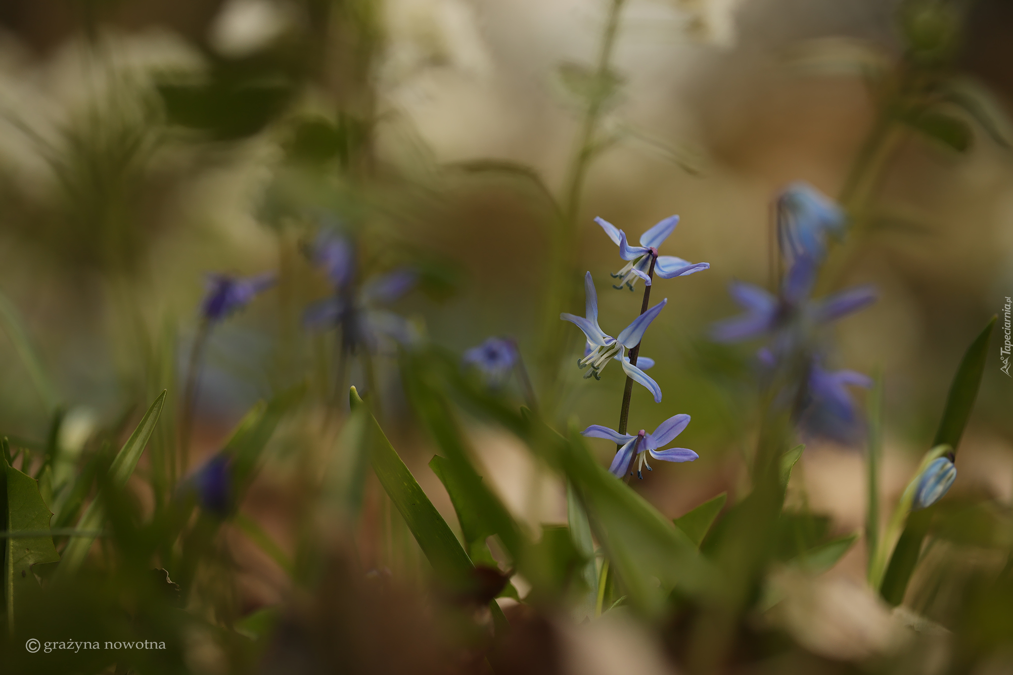 Cebulice syberyjskie, Kwiaty, Niebieskie