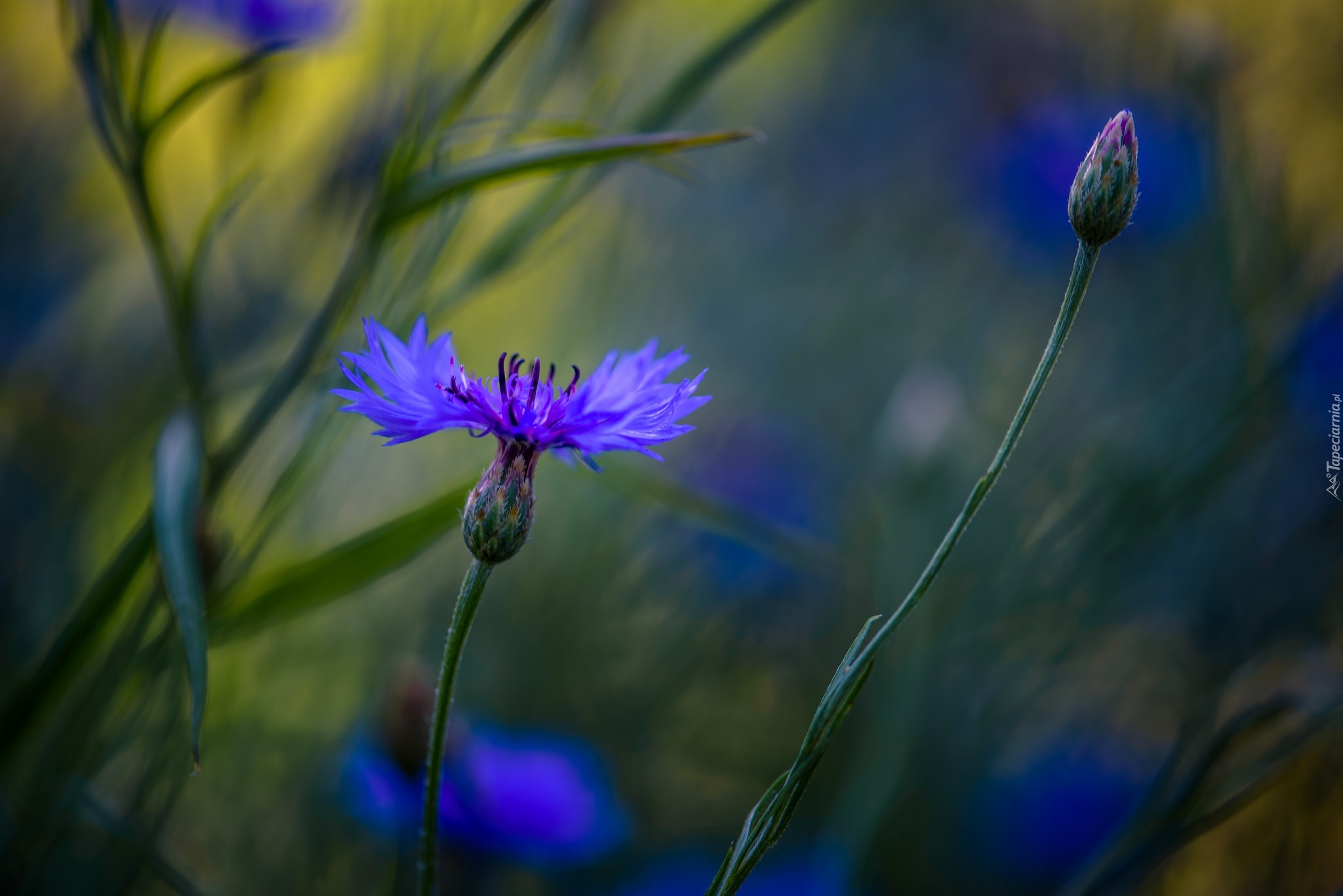 природа цветы синие васильки nature flowers blue cornflowers без смс
