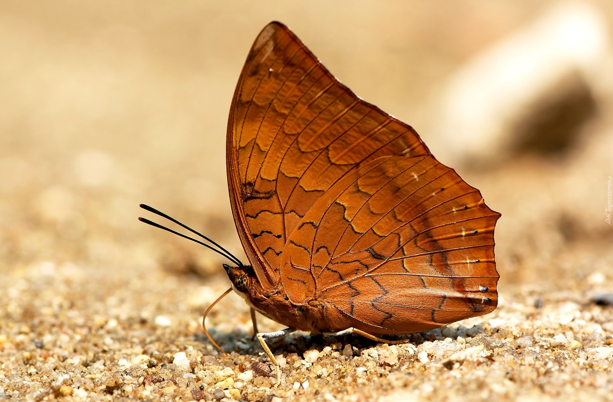 Brązowy, Motyl, Charaxes marmax, Piasek