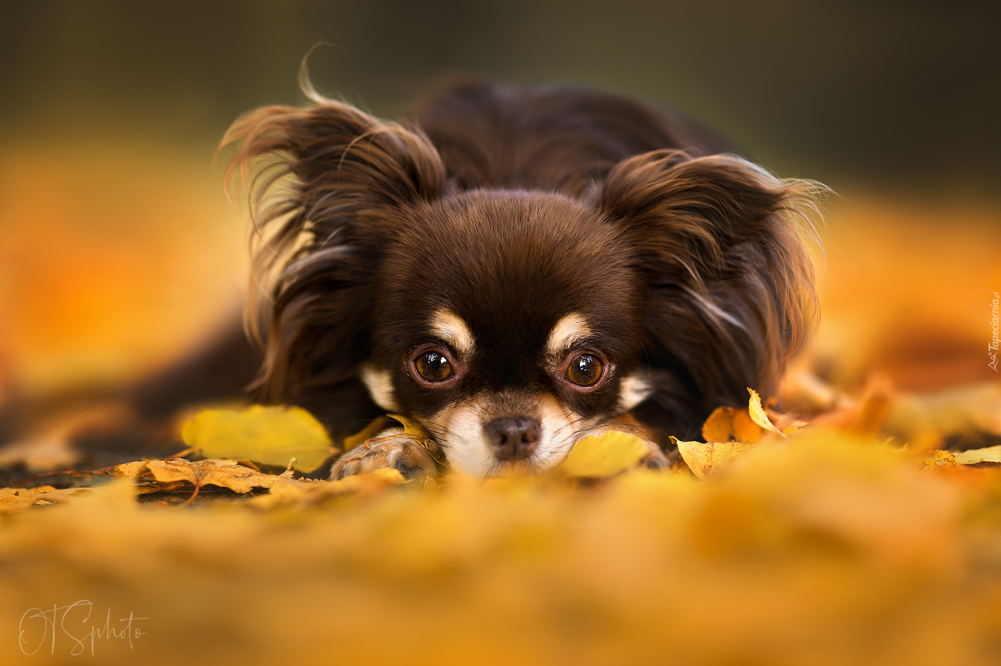 Pies, Chihuahua długowłosa, Liście