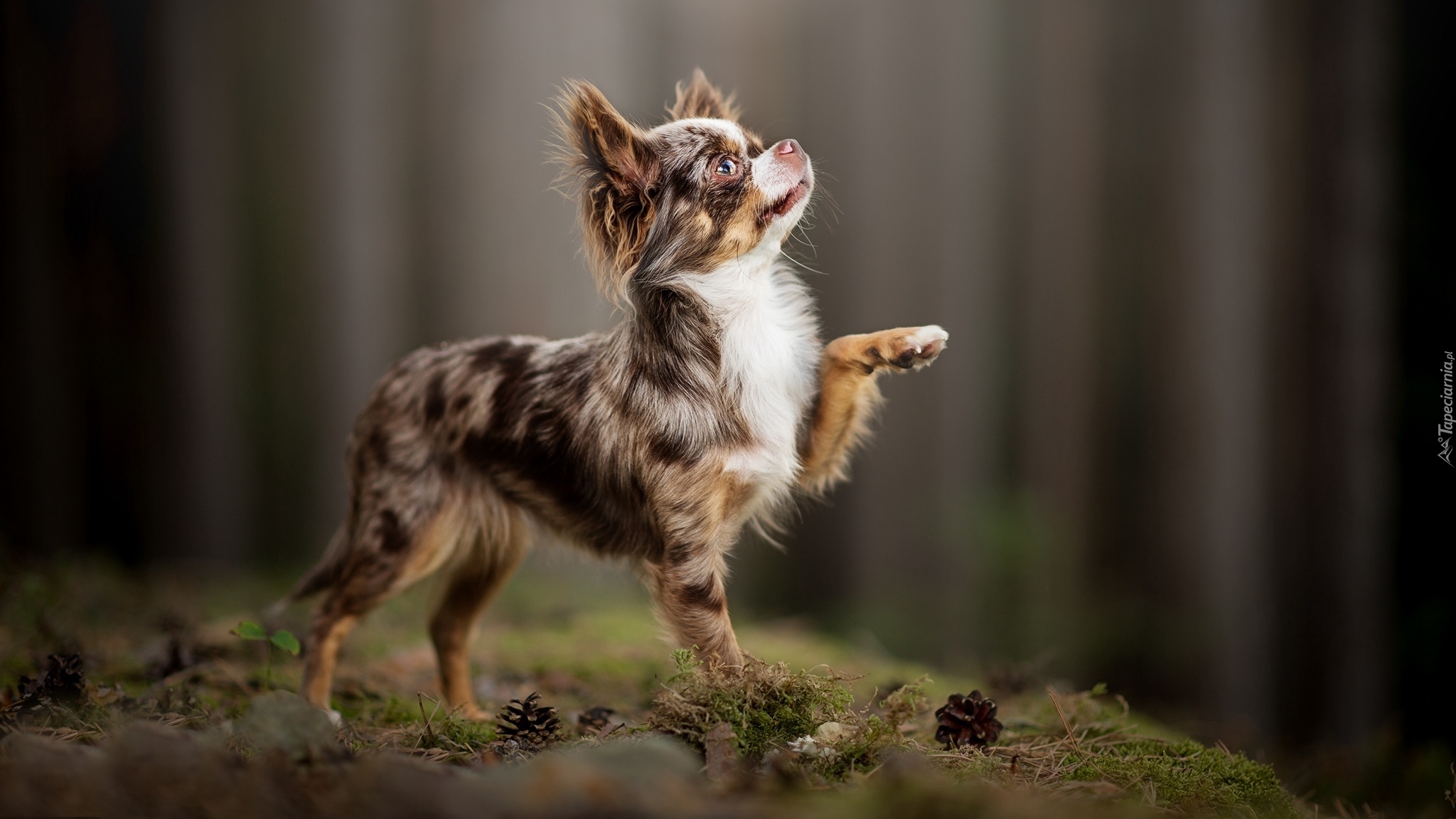 Pies, Chihuahua długowłosa, Ściółka, Szyszki