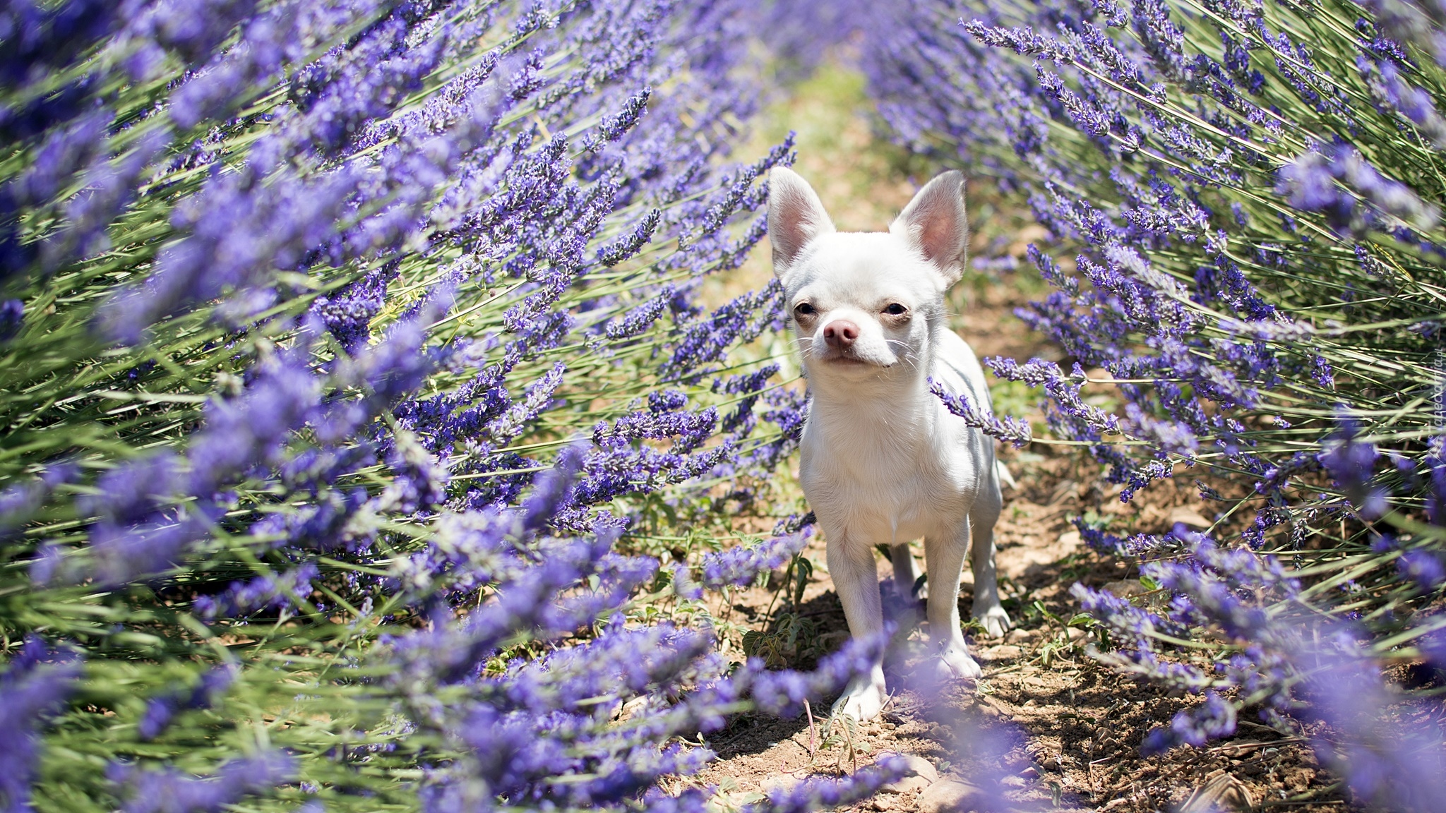 Pies, Chihuahua krótkowłosa, Lawenda