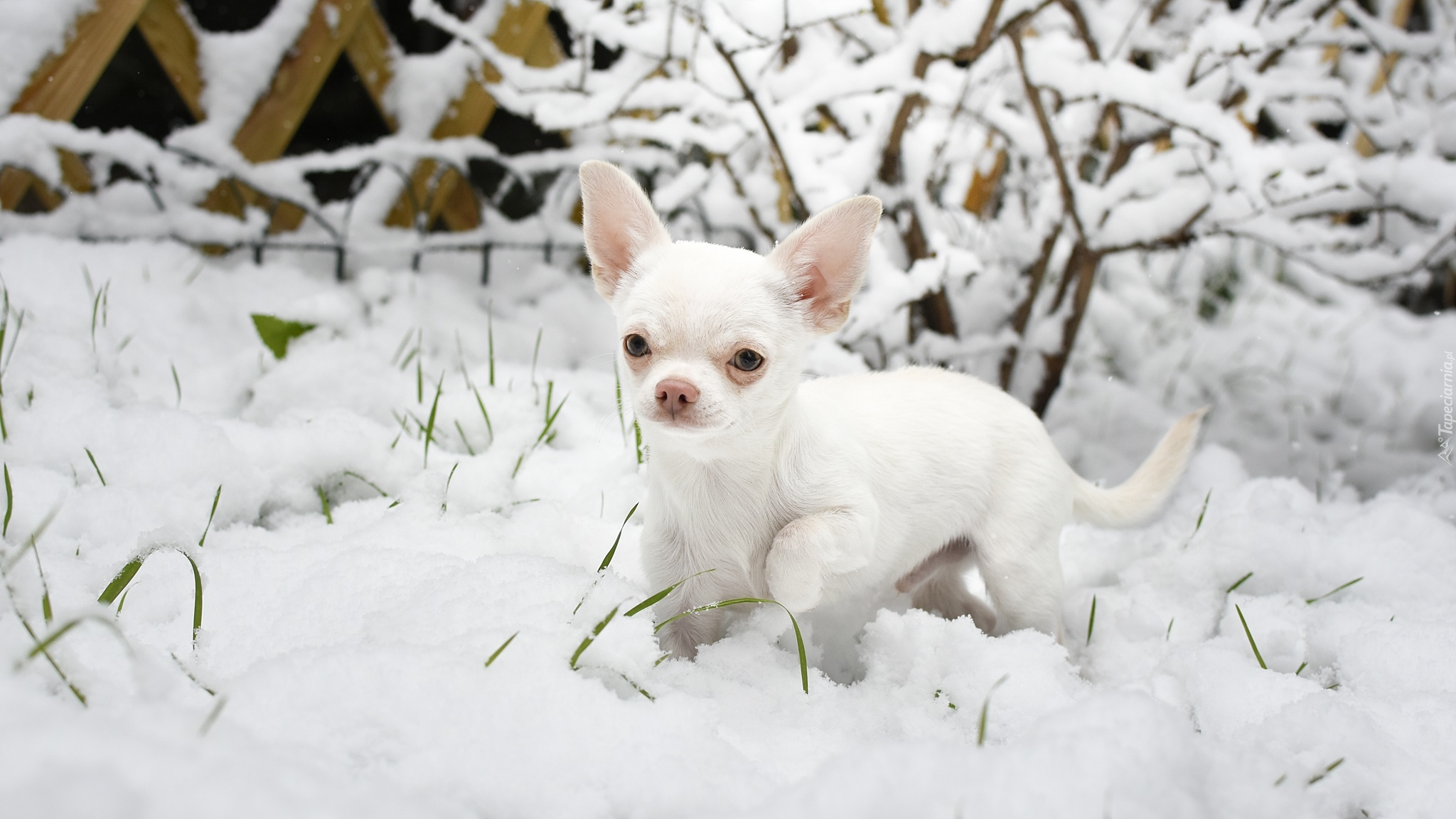 Pies, Chihuahua krótkowłosa, Śnieg, Krzew