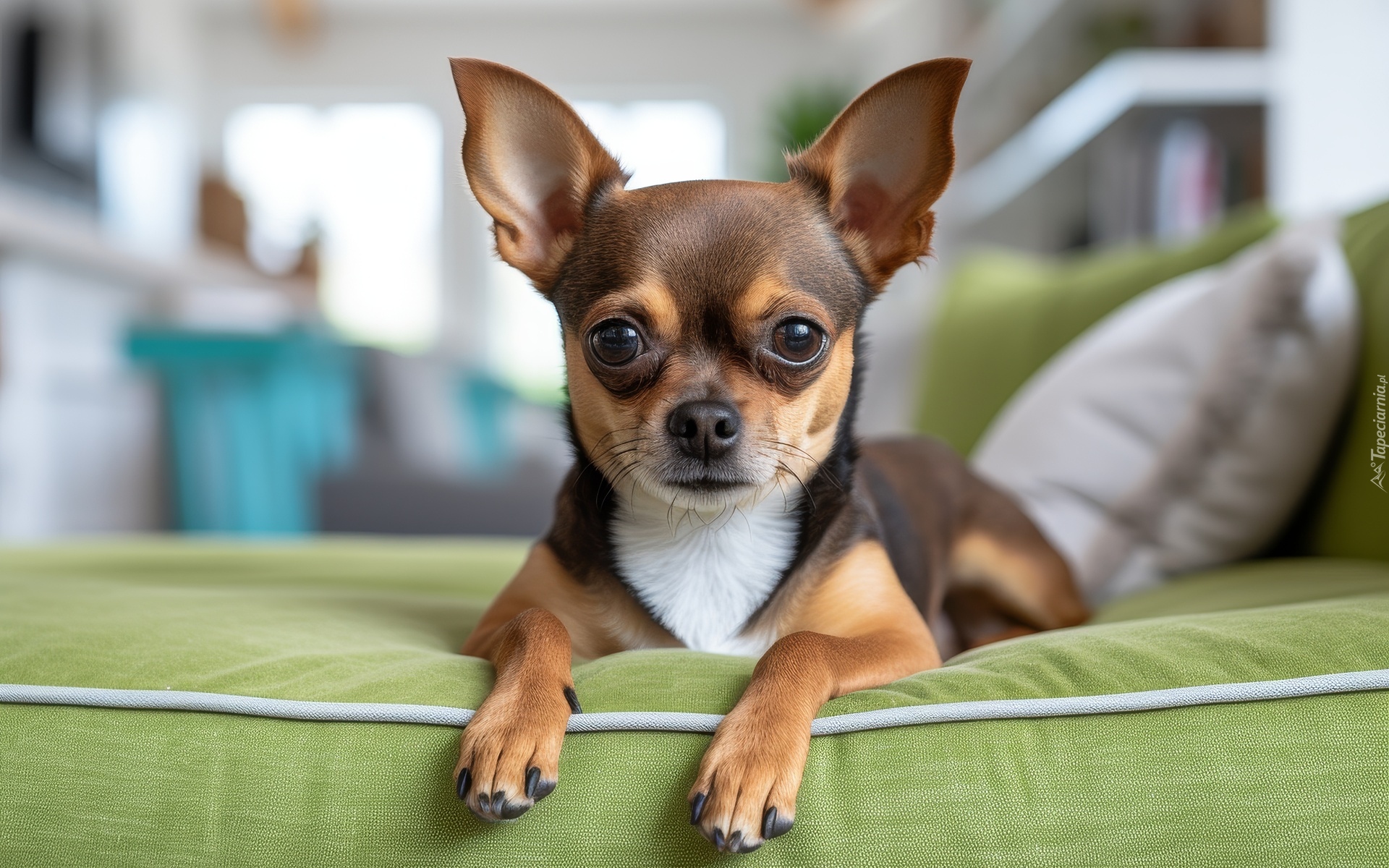 Chihuahua krótkowłosa, Pies, Zielona, Kanapa, Grafika Chihuahua krótkowłosa