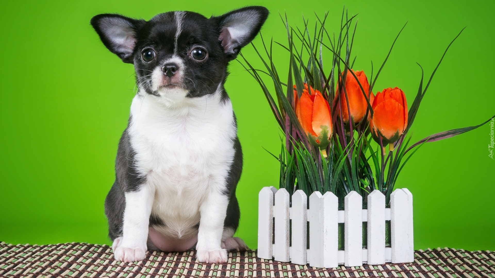 Chihuahua krótkowłosa, Tulipany, Płotek