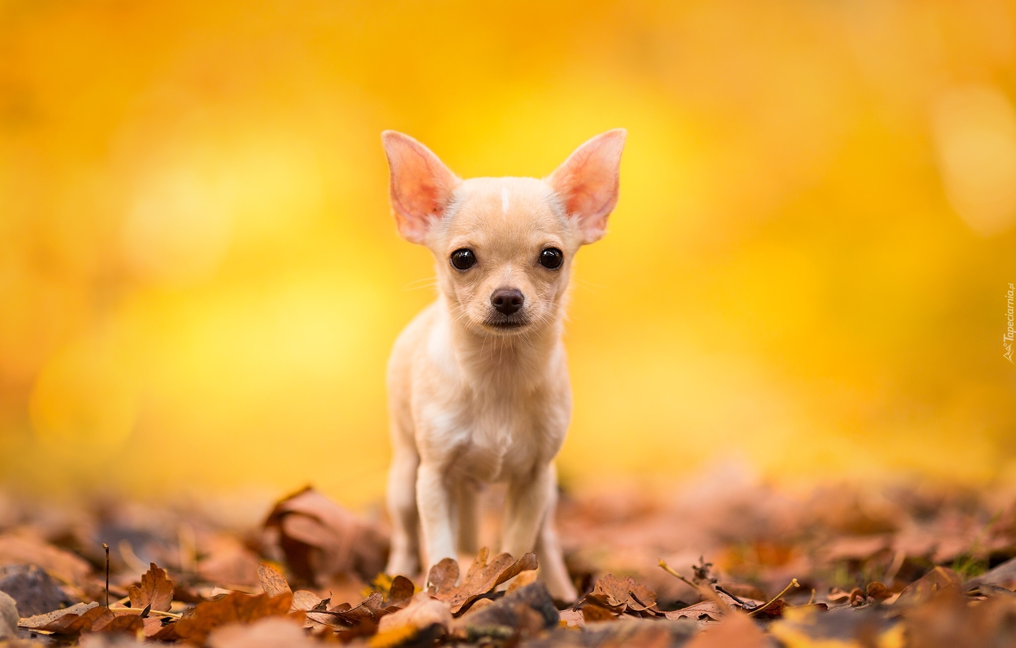 Pies, Biszkoptowy, Chihuahua krótkowłosa