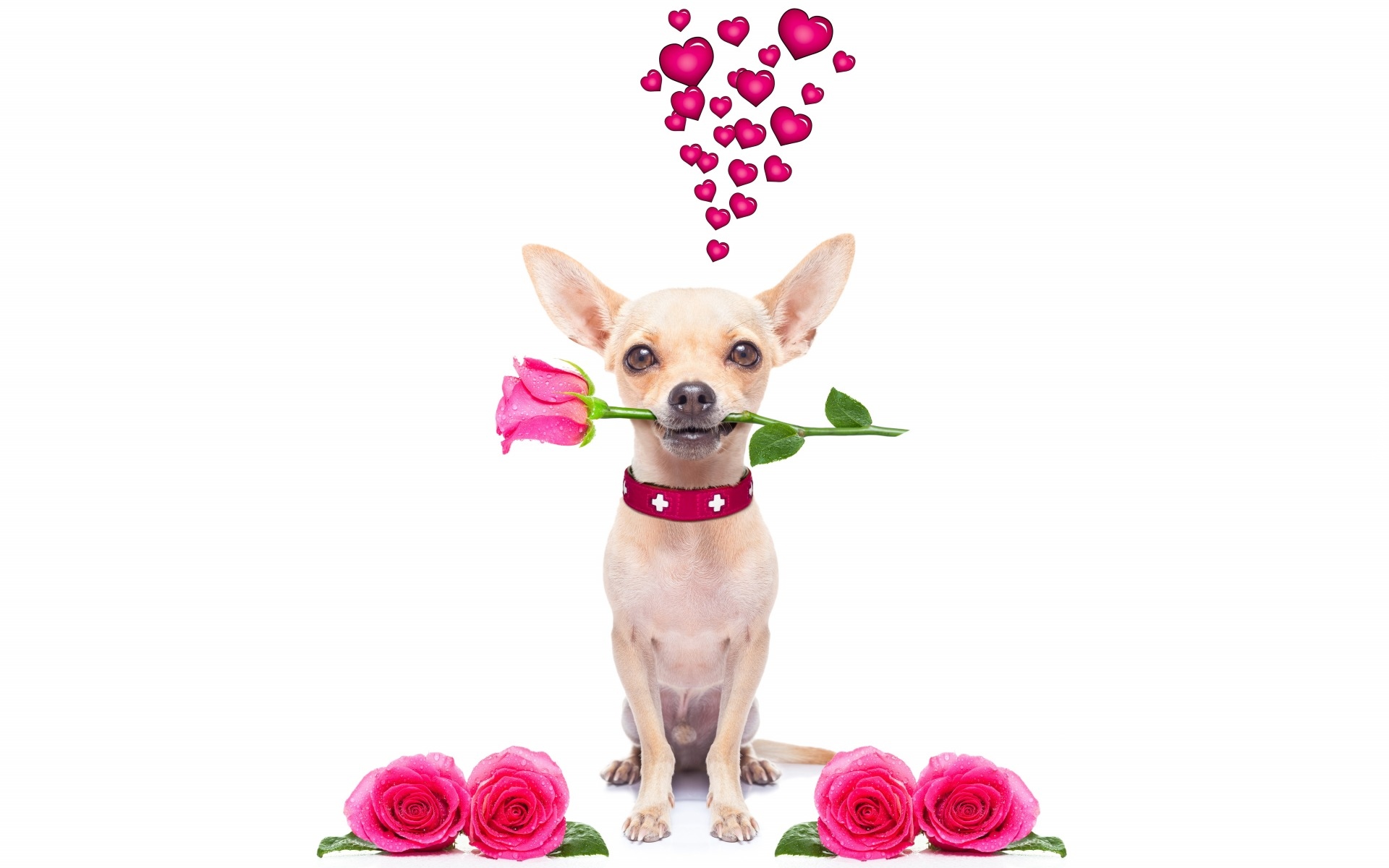 Pies, Chihuahua krótkowłosa, Serduszka, Róże, Romantyk