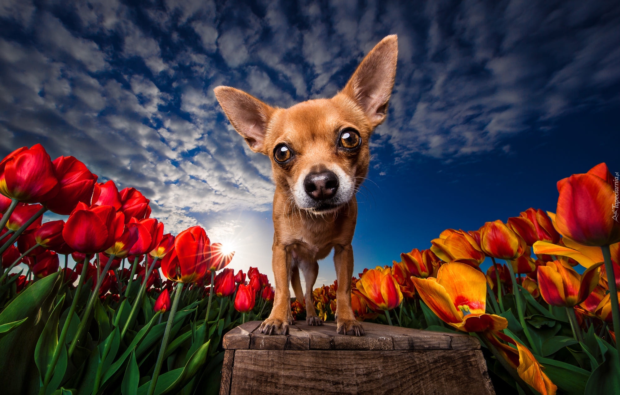 Pies, Chihuahua, Zbliżenie, Kwiaty, Tulipany, Promienie słońca