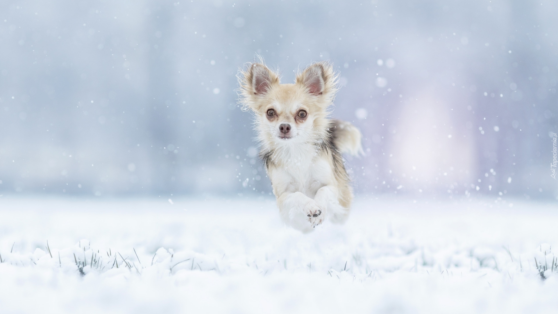 Pies, Chihuahua, Śnieg