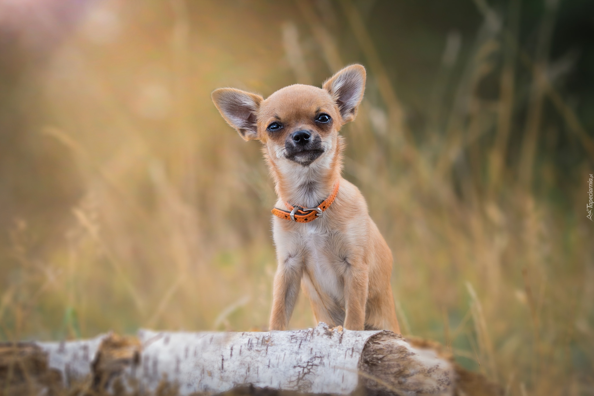 Chihuahua, Piesek, Pomarańczowa, Obroża