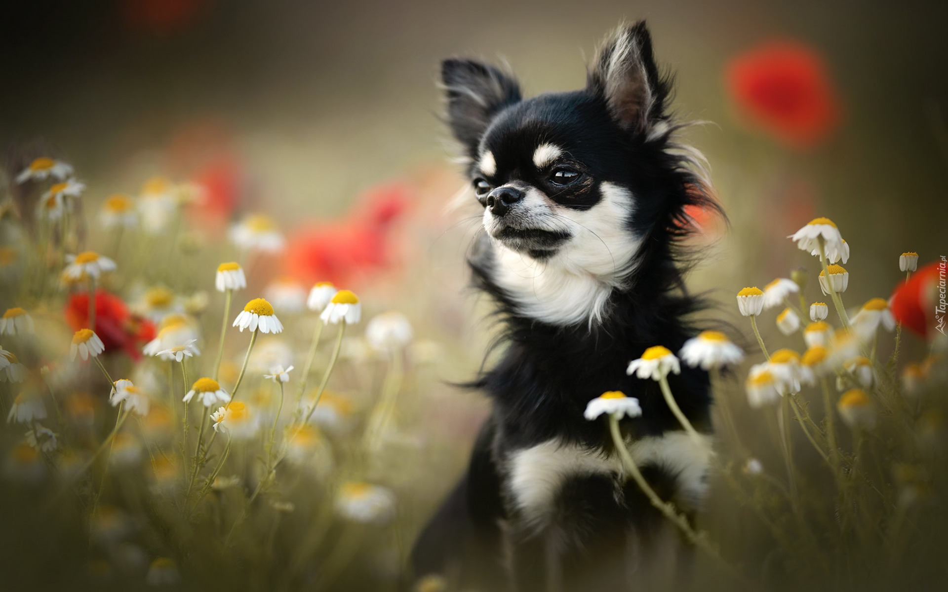 Kwiaty, Rumianek, Pies, Chihuahua