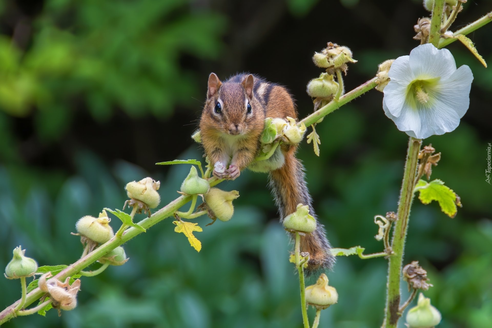 Chipmunk, Gałązka, Kwiat, Malwa