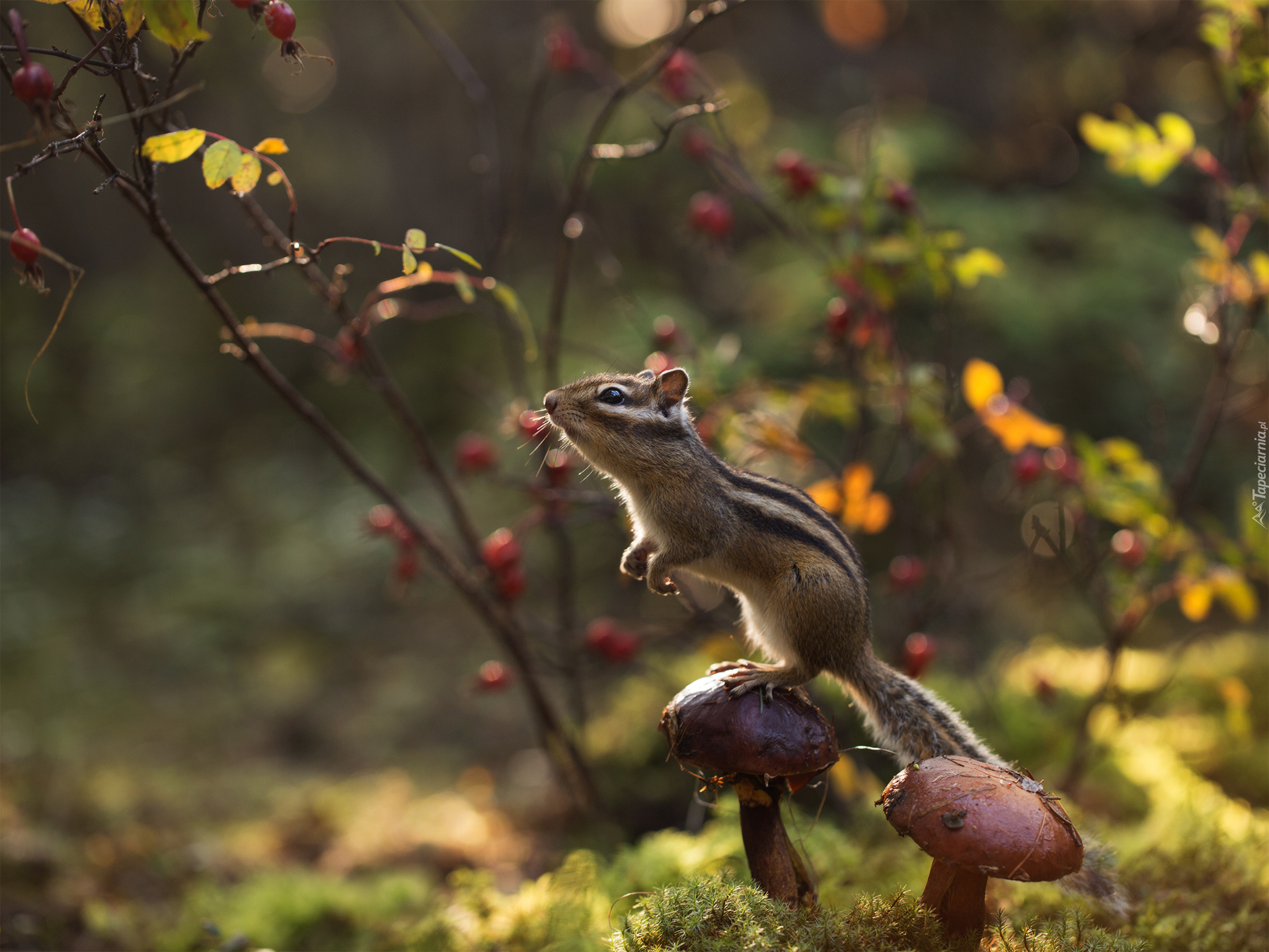 Pręgowiec, Chipmunk, Grzyby, Gałązki