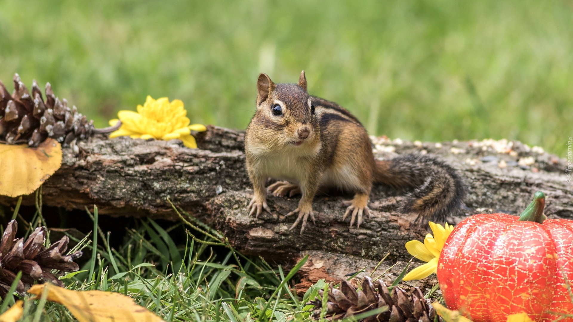 Chipmunk, Konar, Liście, Dynia