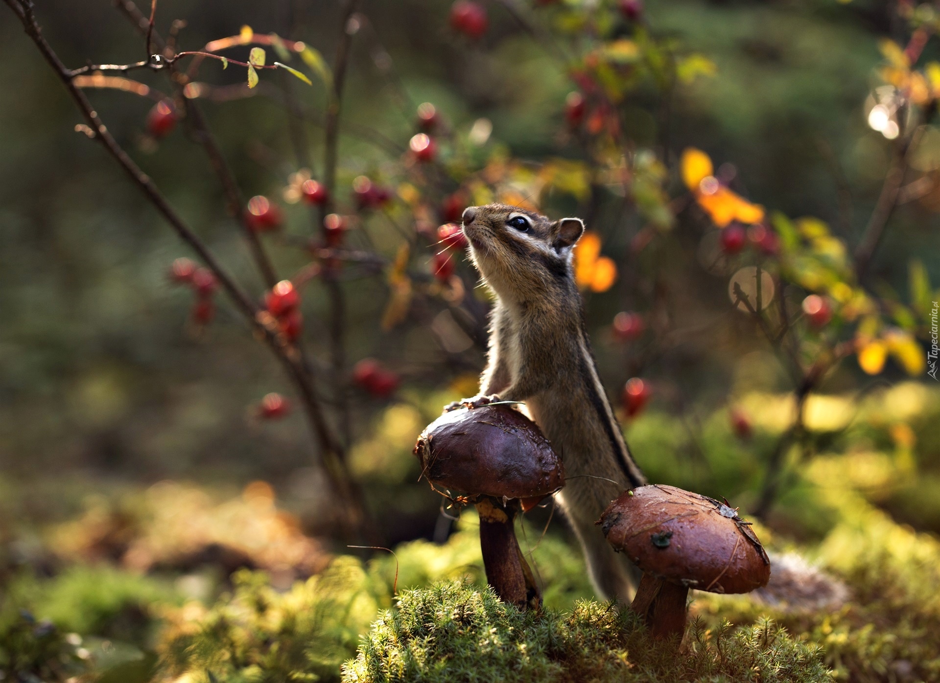 Gałązki, Grzyby, Pręgowiec, Chipmunk, Światło