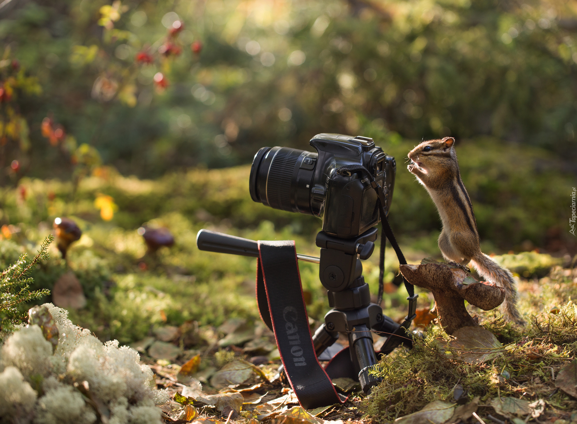 Aparat fotograficzny, Pręgowiec, Chipmunk, Grzyb