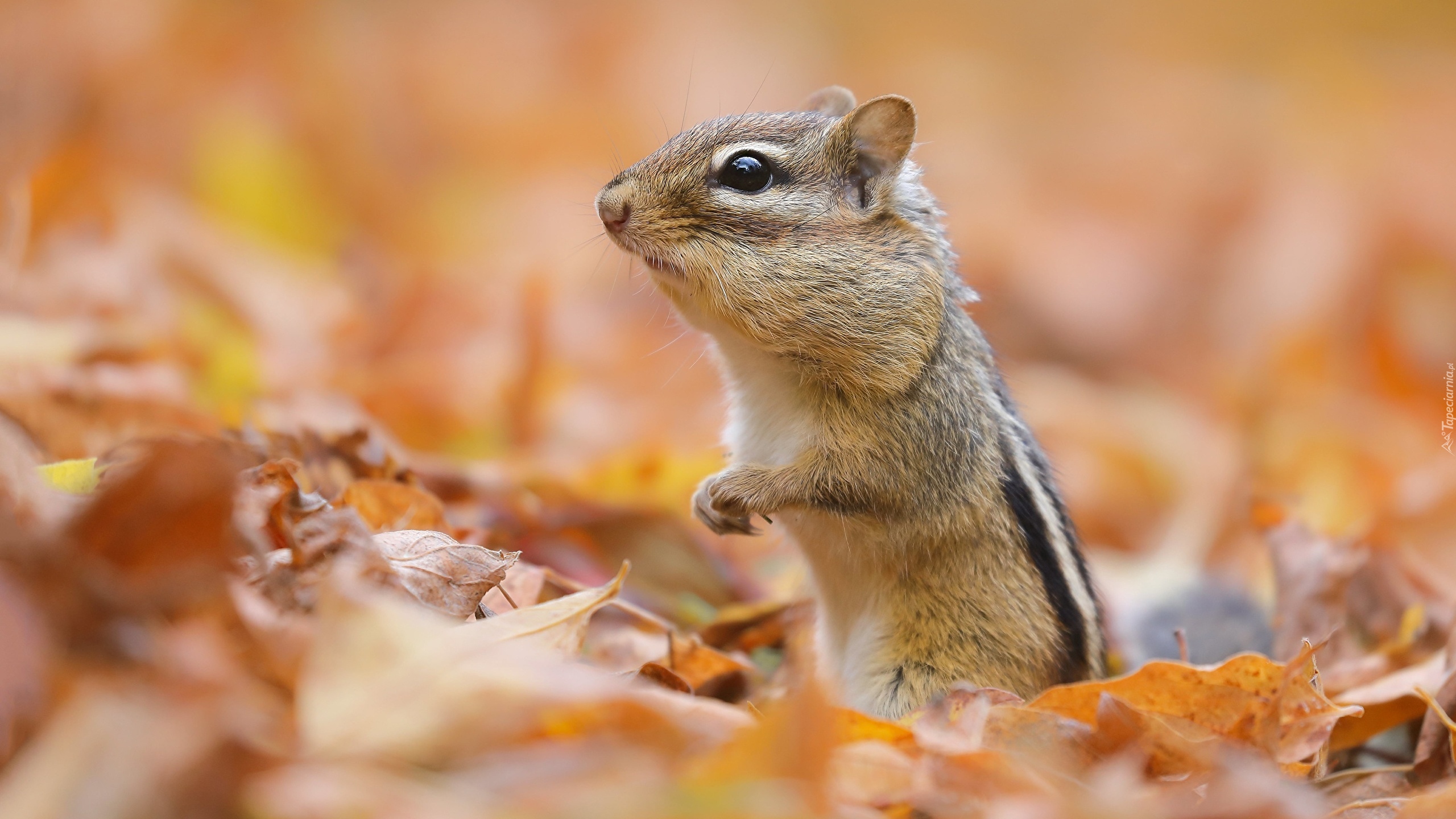 Gryzoń, Chipmunk, Jesienne, Liście